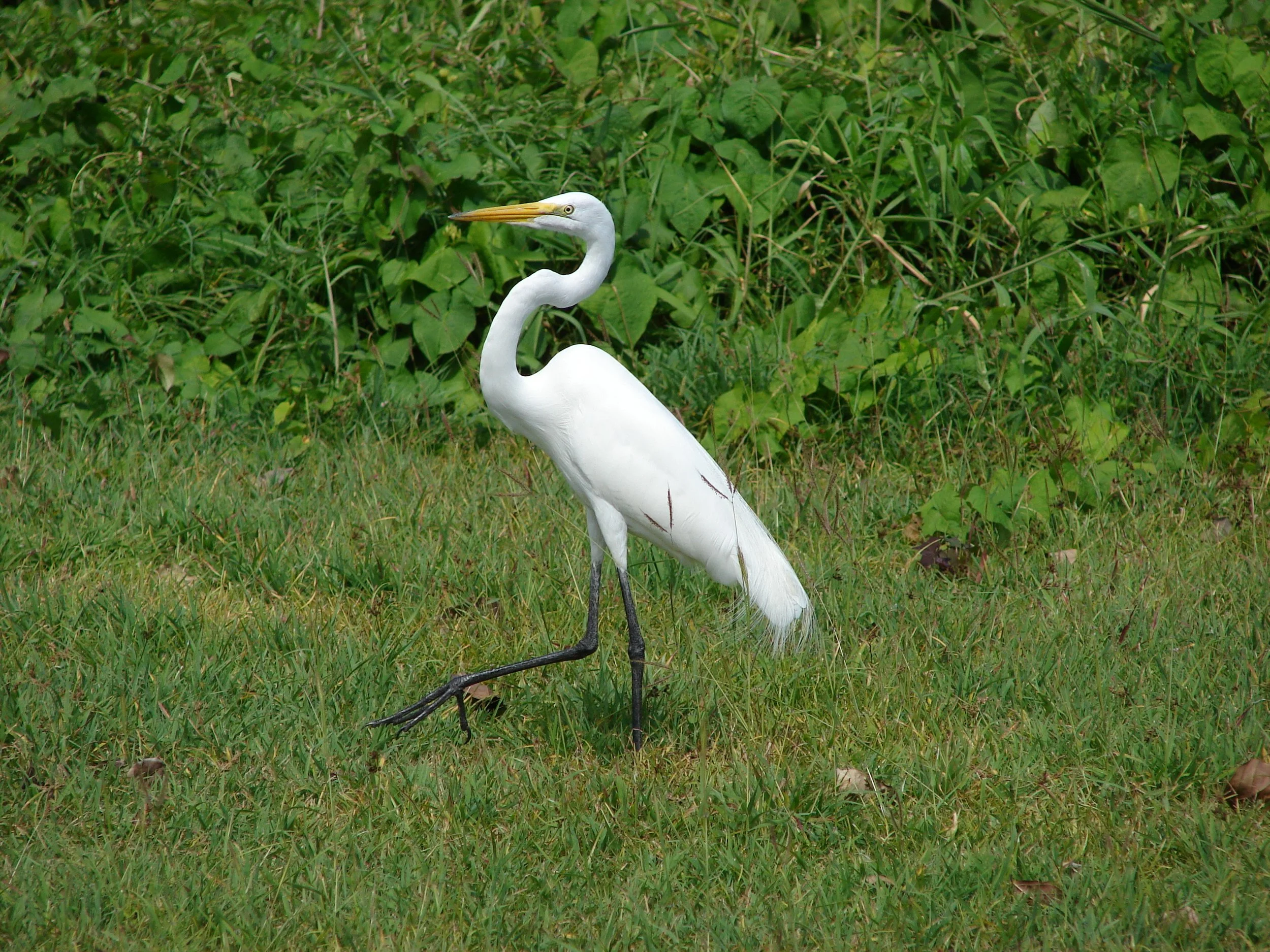 031408 Egret.jpg