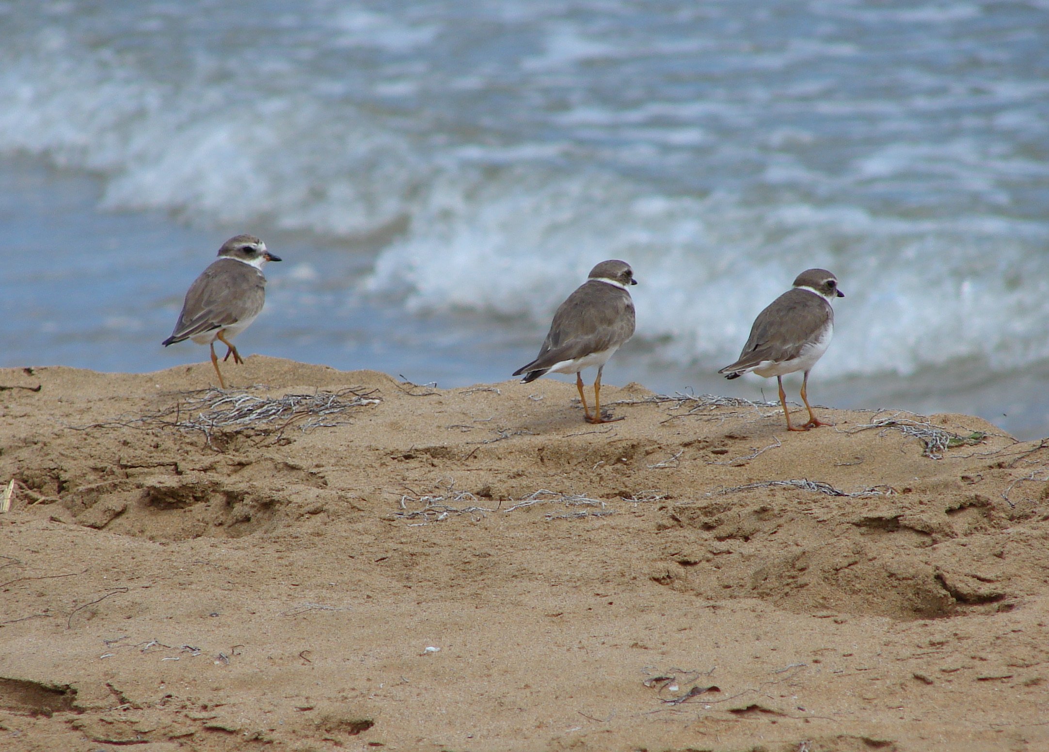 031508 Shore Birds.jpg