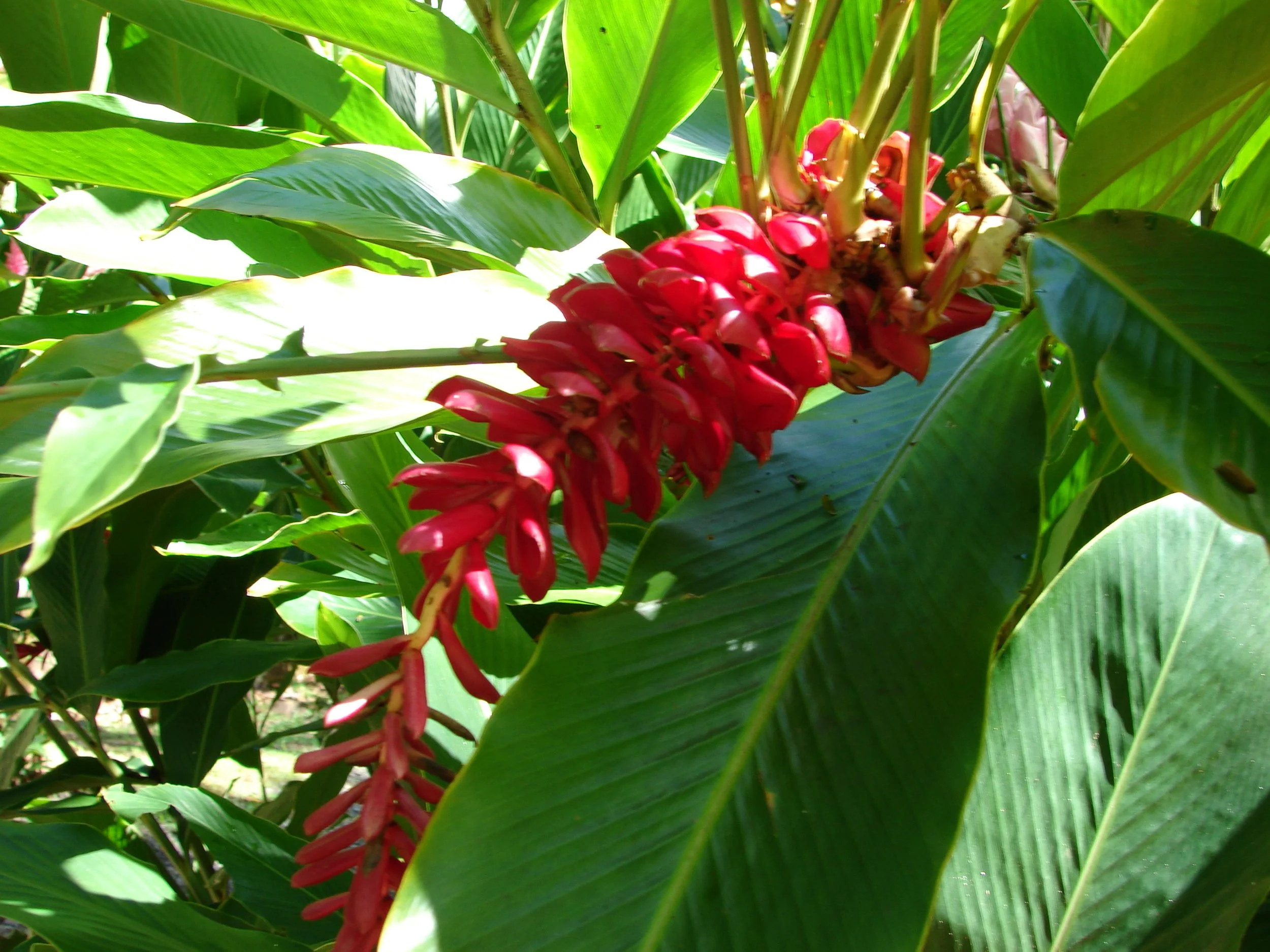 031808 Bromalide.jpg