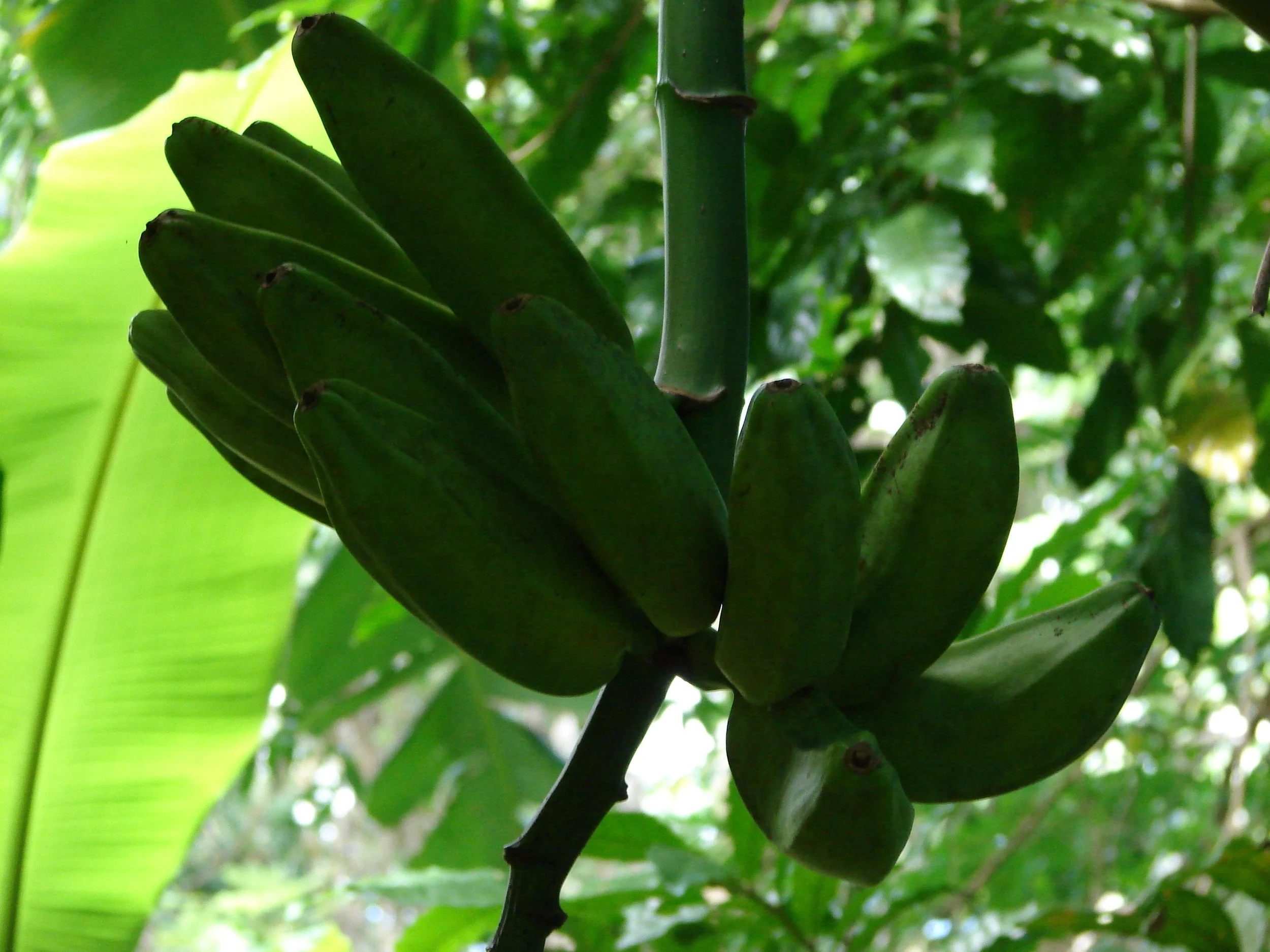 031808 Plantain.jpg