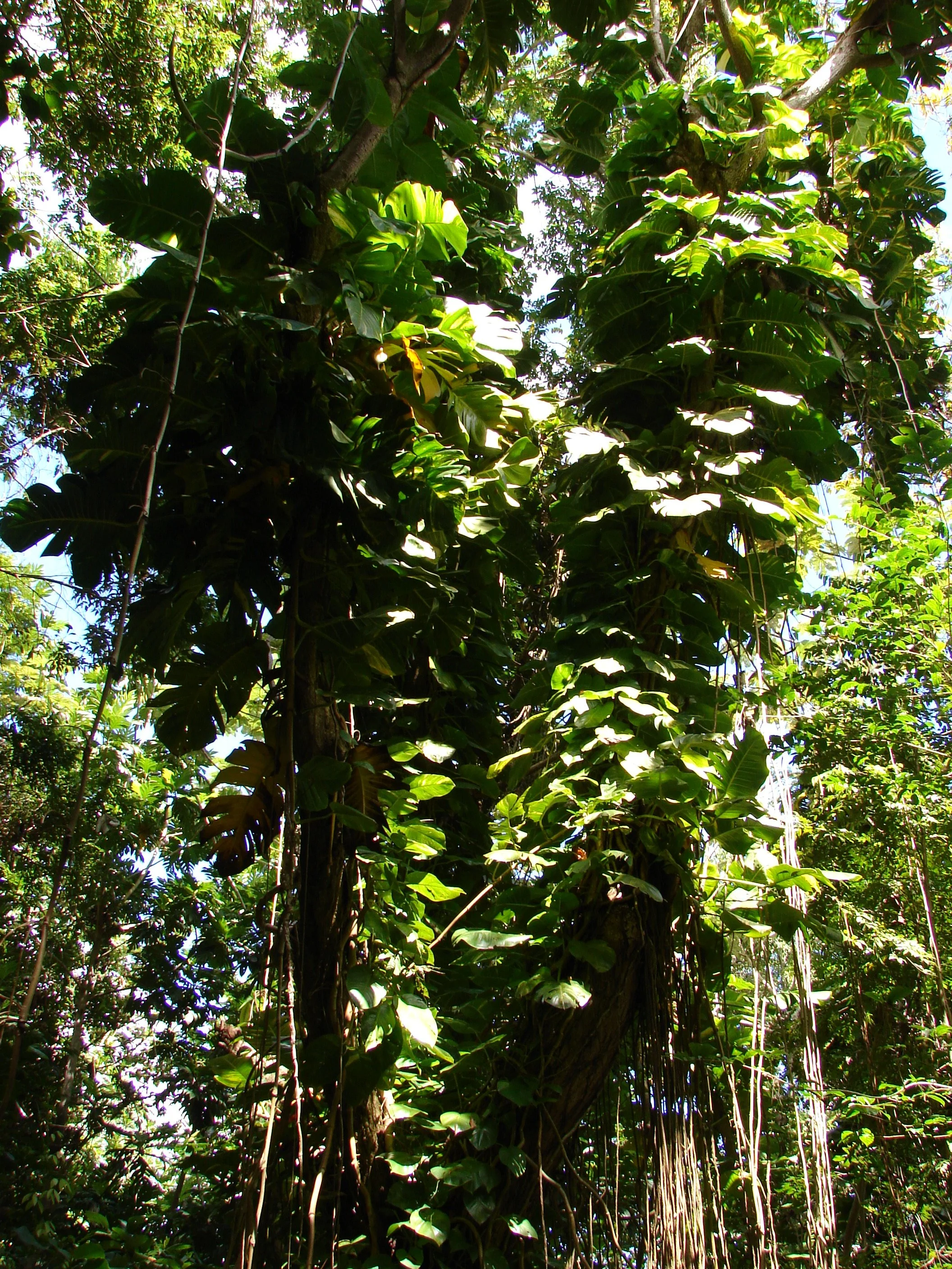 031808 Rain Forest Canopy.jpg