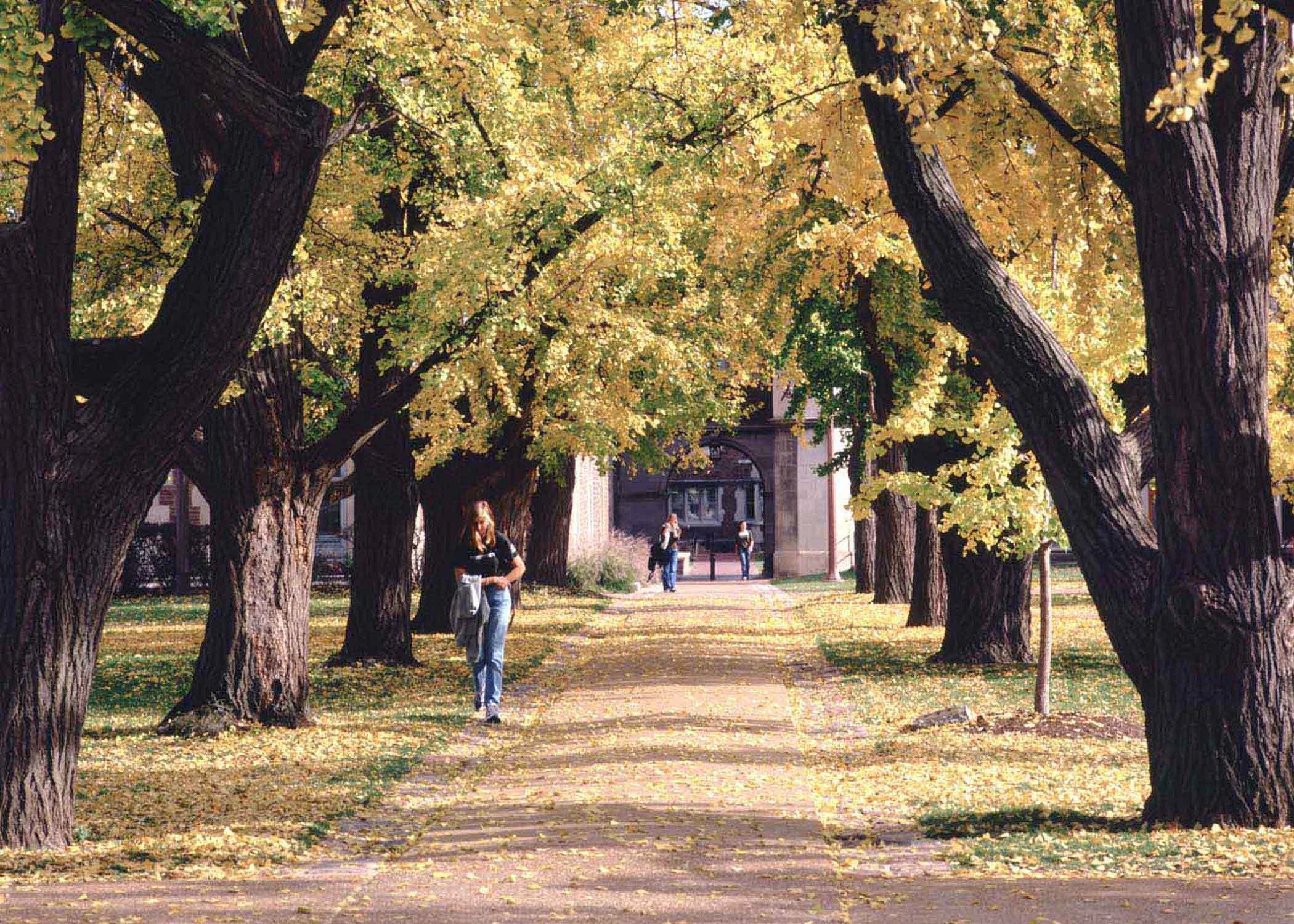 3.Ginkgo_walkway.jpg