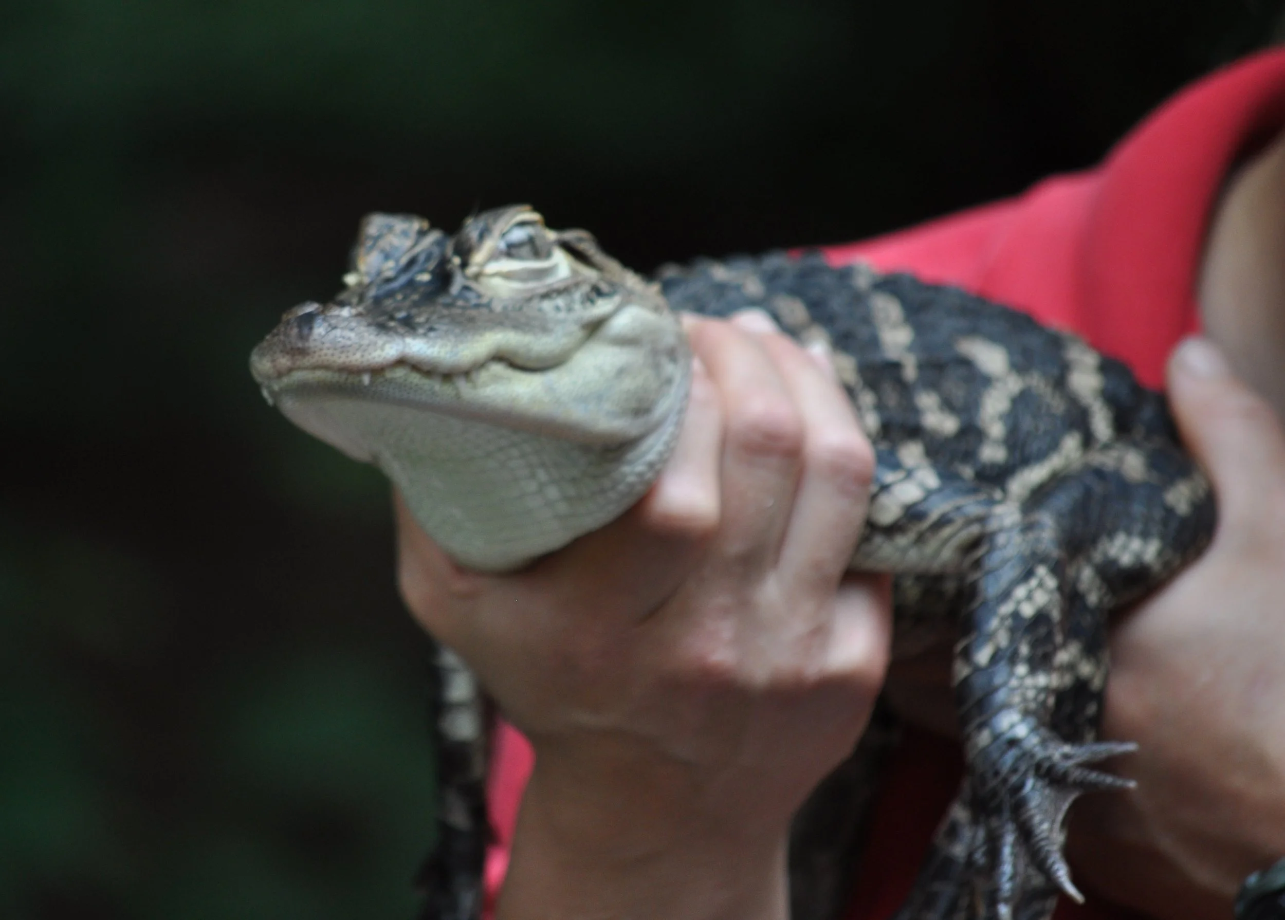 0609 Nate Birthday Alligator.jpg