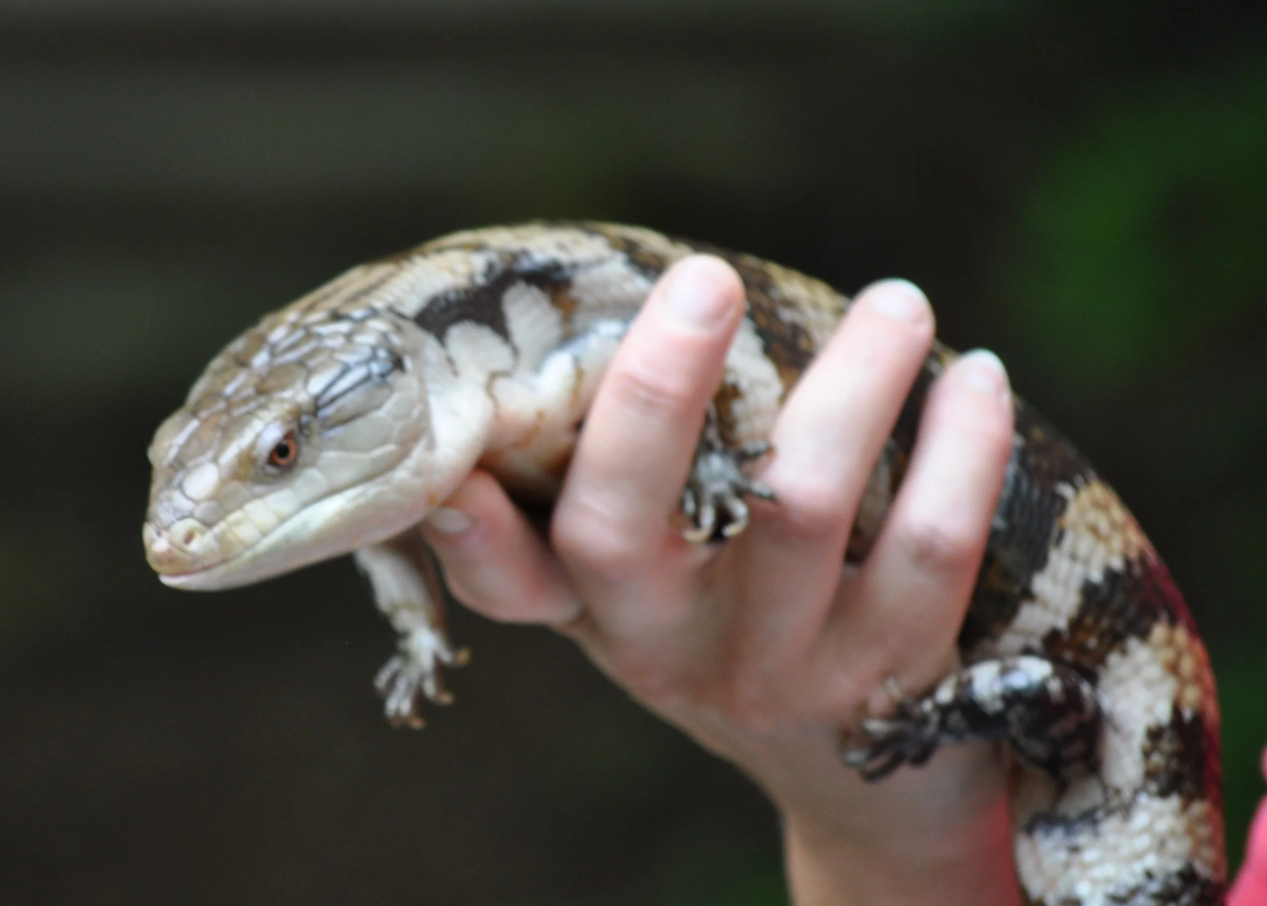 0609 Nate Birthday Lizard.jpg