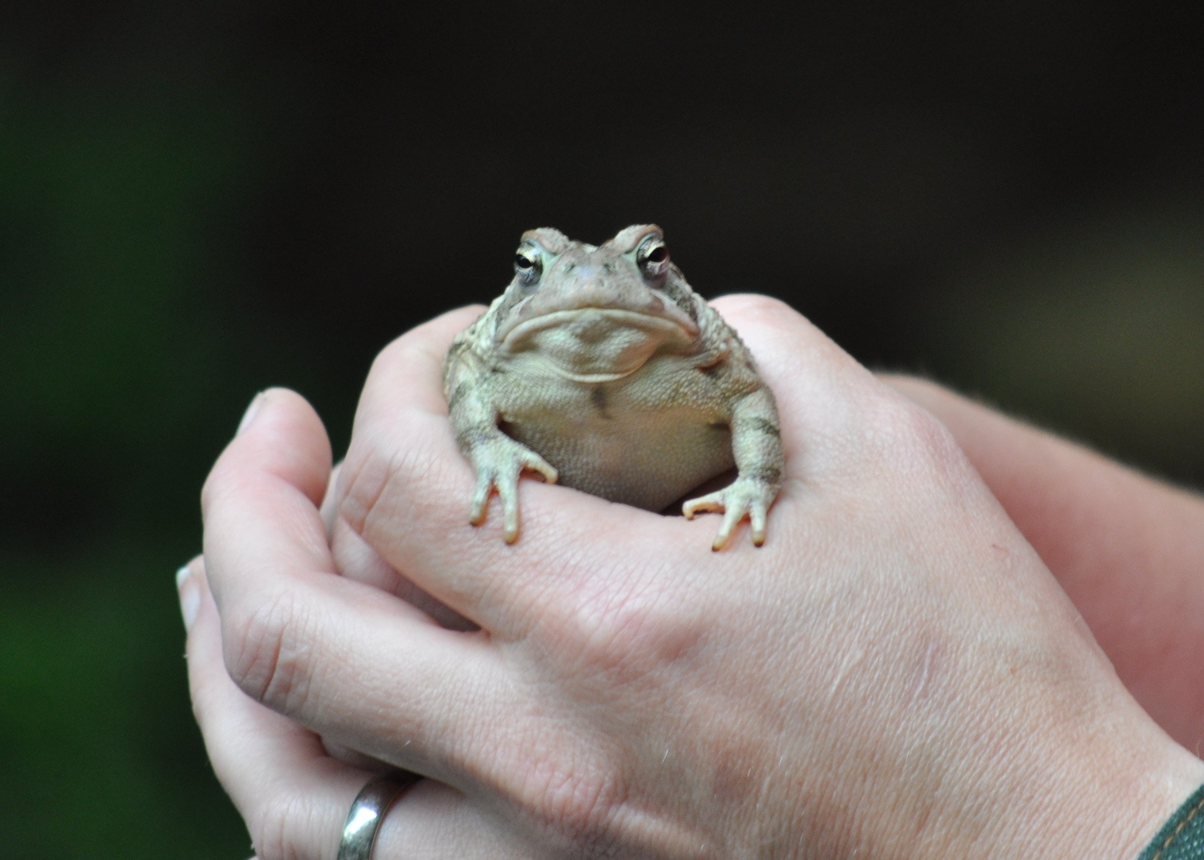 0609 Nate Birthday Toad.jpg