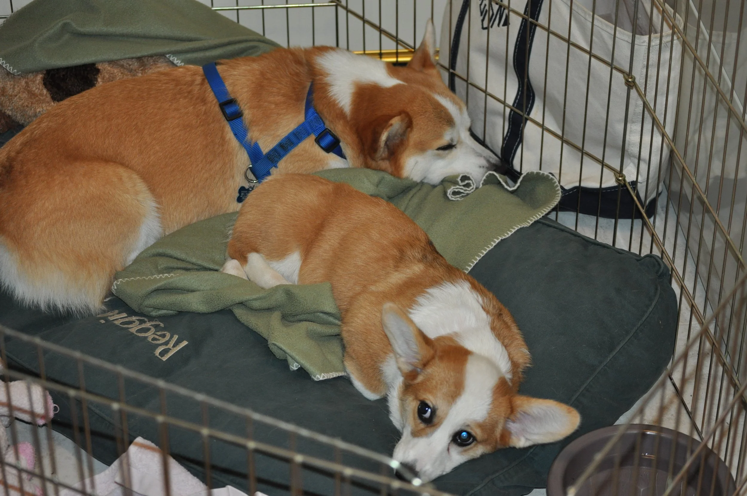 0909 Reggie Lizzie.jpg