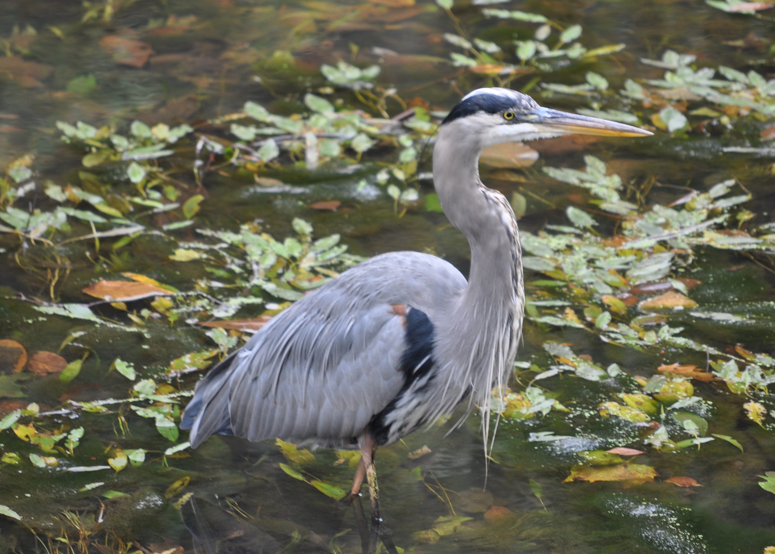1009 Heron Great Falls.jpg