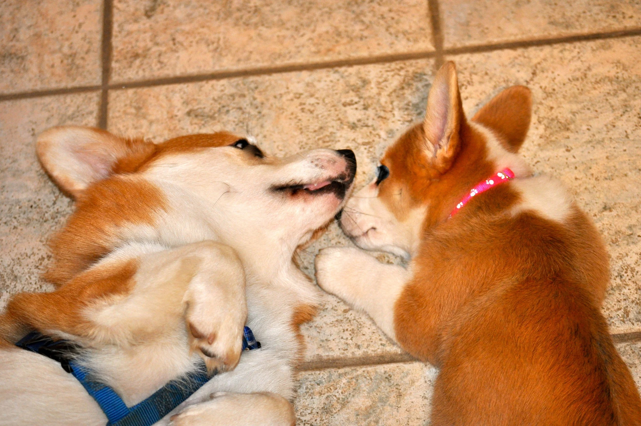 0709 Lizzie Reggie 2.jpg