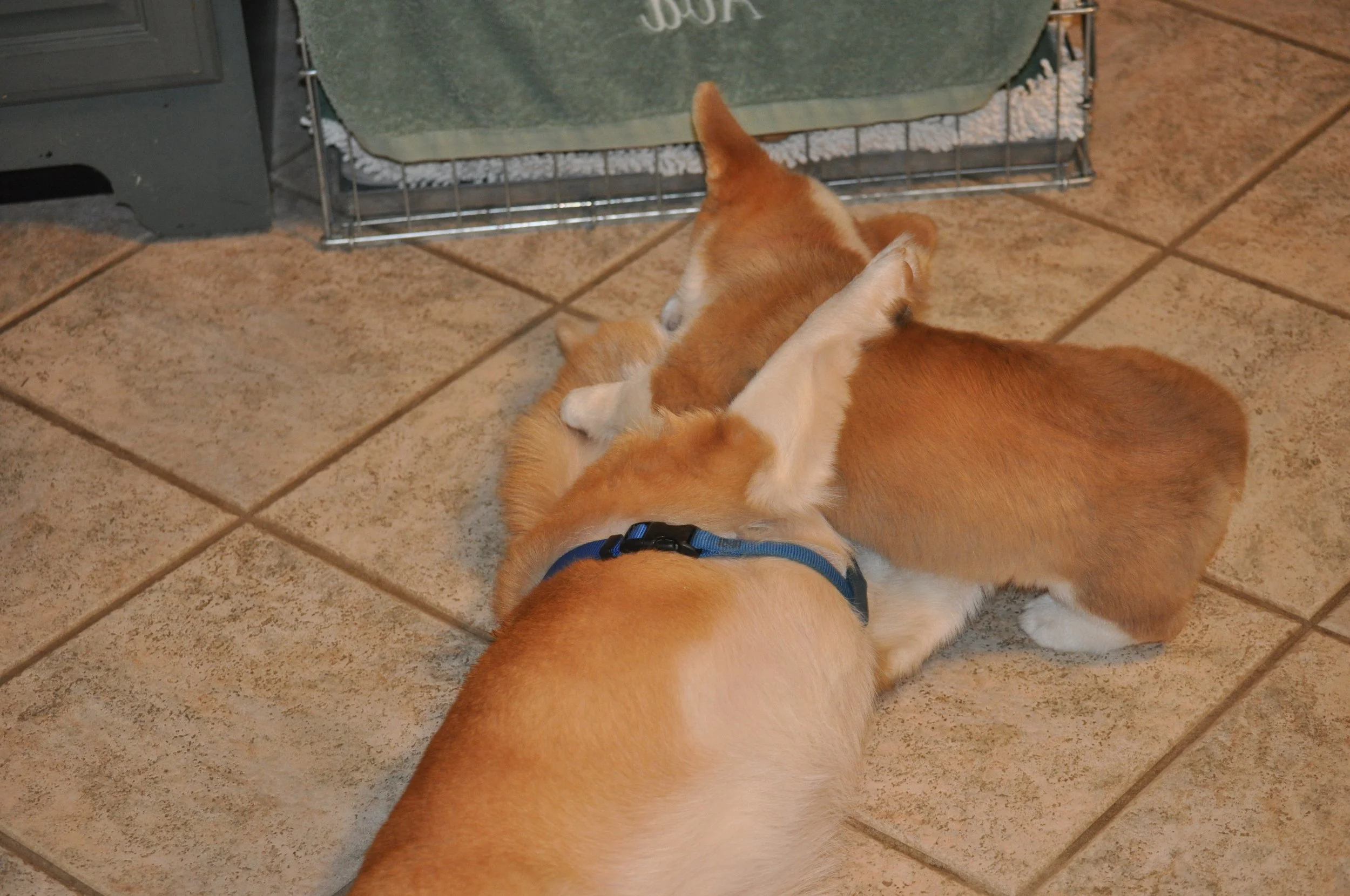 0709 Lizzie Reggie 4.jpg