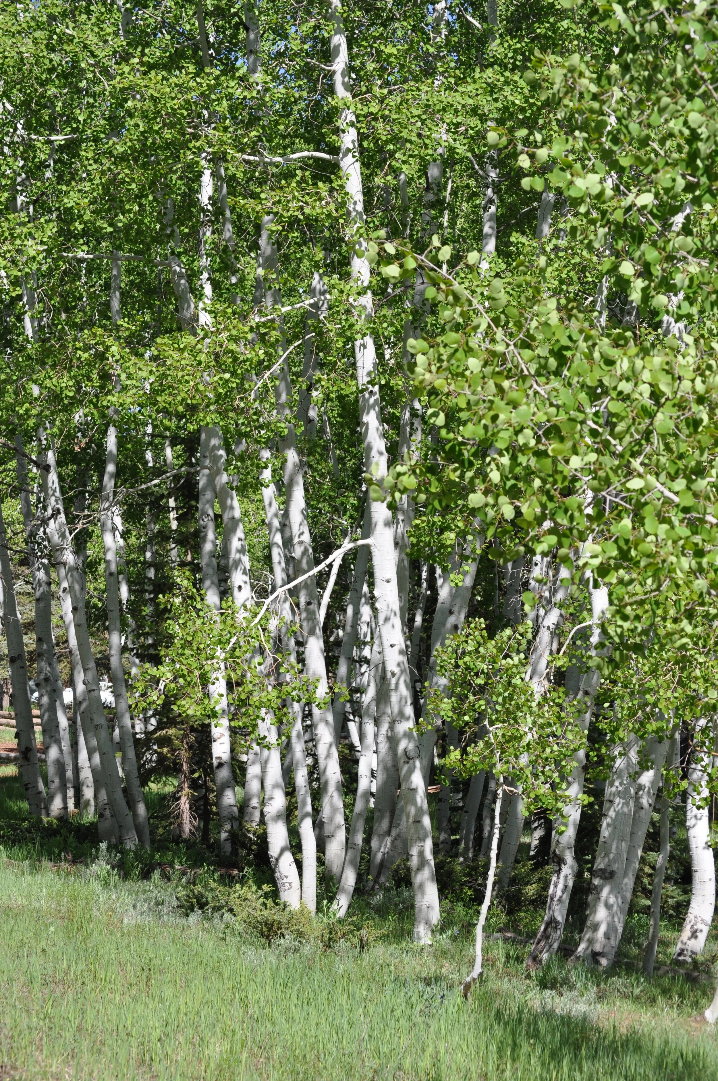 0609 21 Aspen Grove.jpg