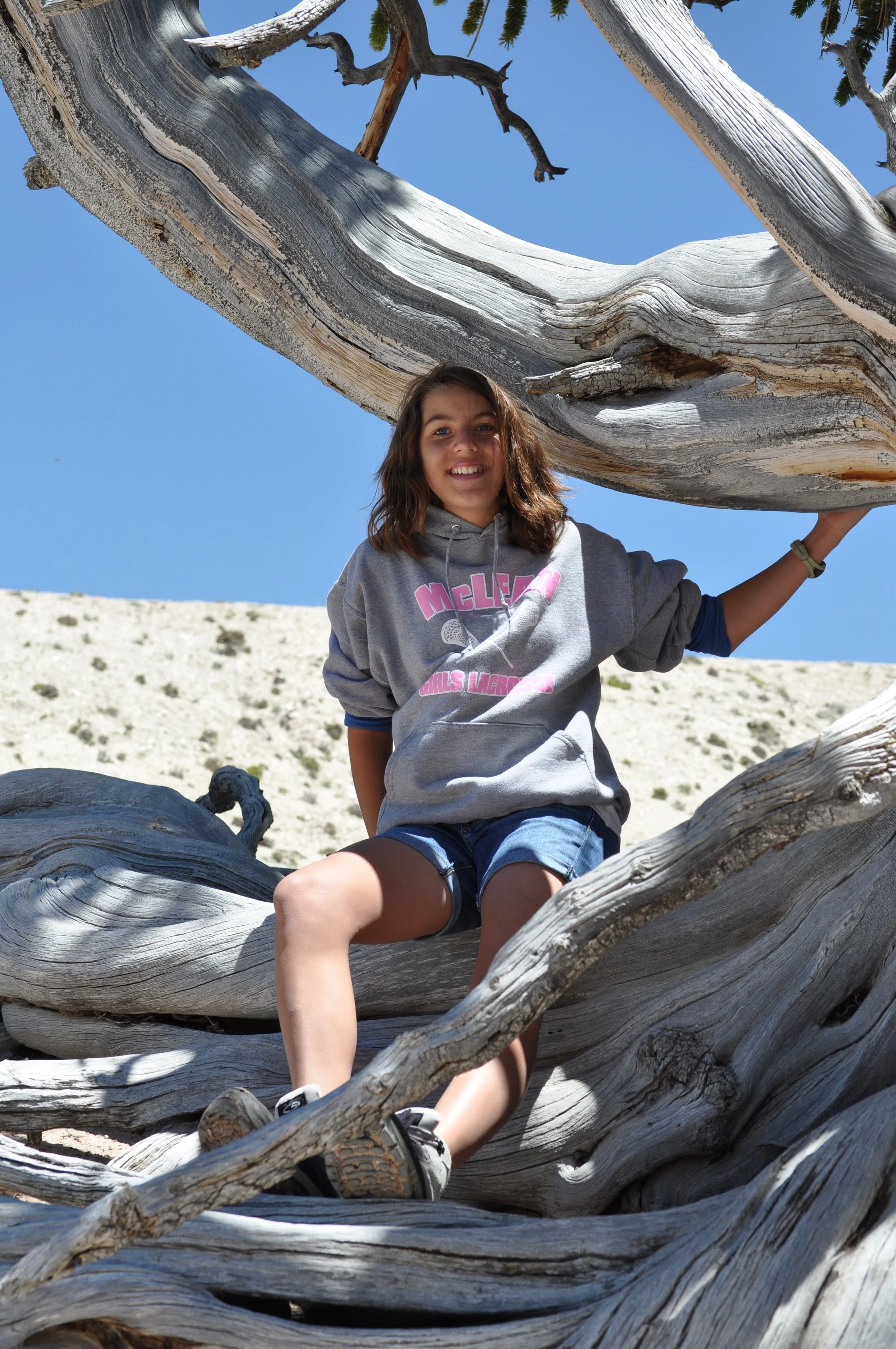 0609 21 Cedar Breaks Ava Tree.jpg