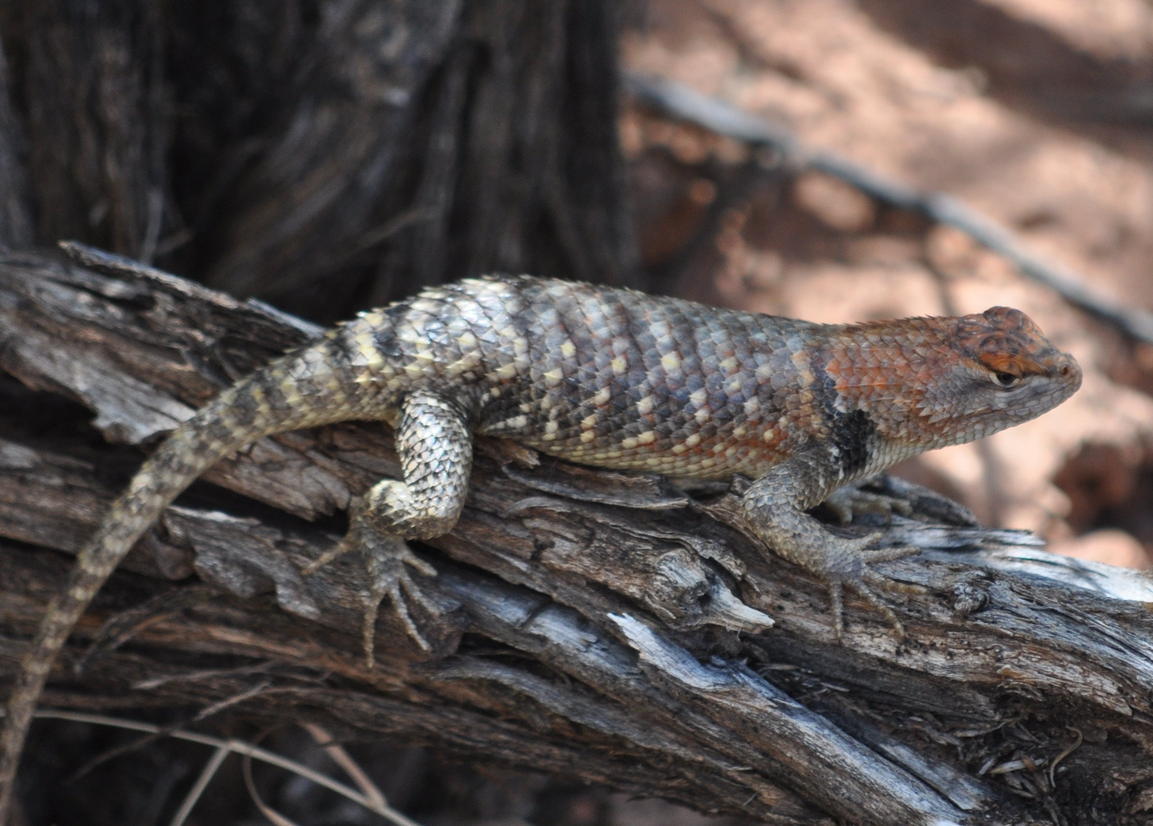 0609 24 Red Lizard Pa'Rus Trail.jpg