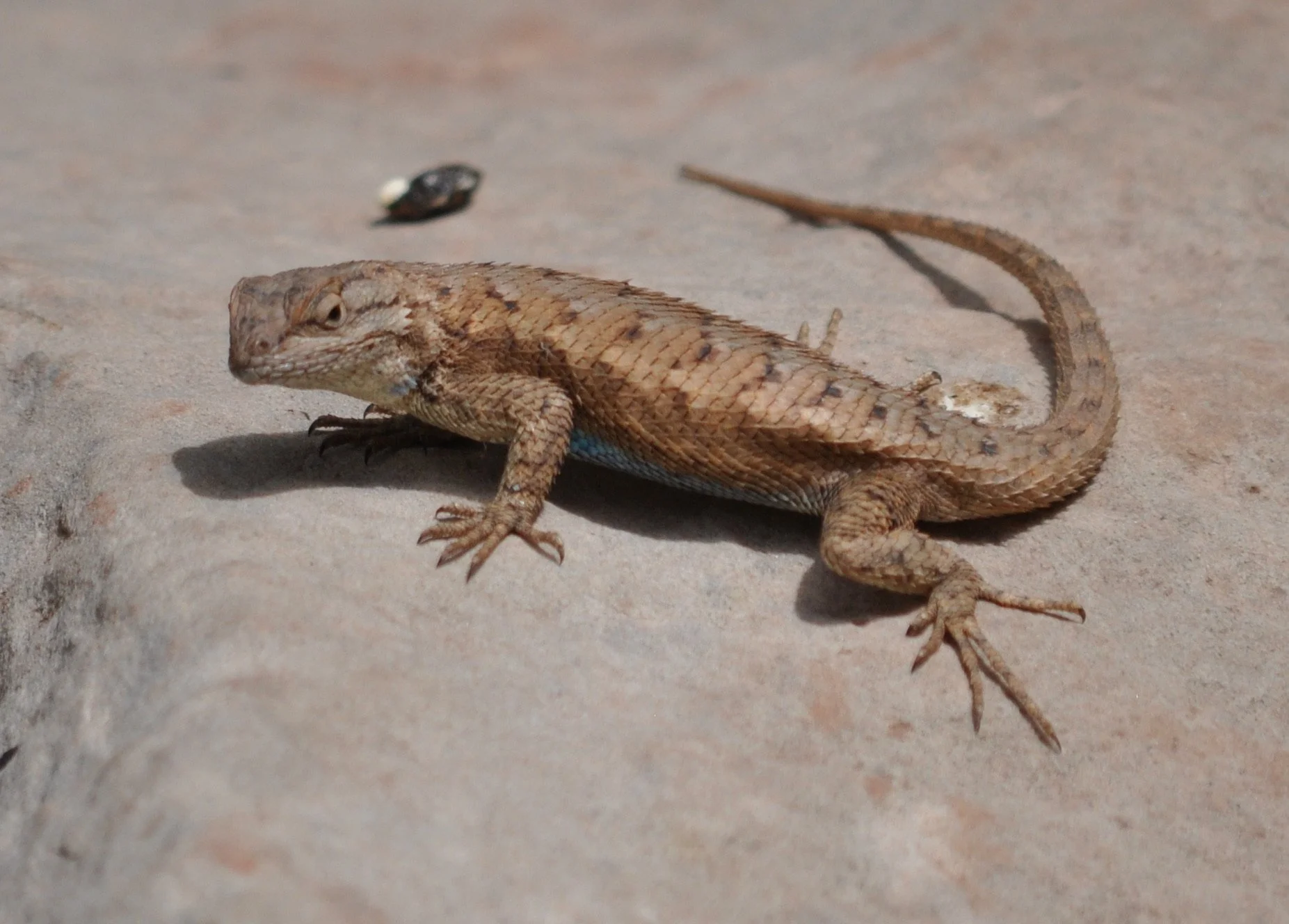 0609 26 Skink Lizard 2.jpg