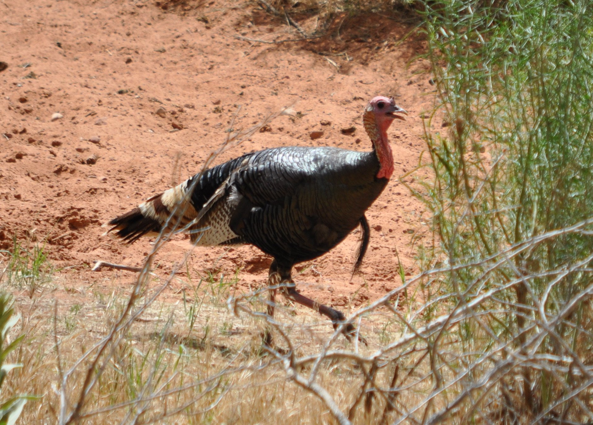 0609 26 Wild Turkey.jpg