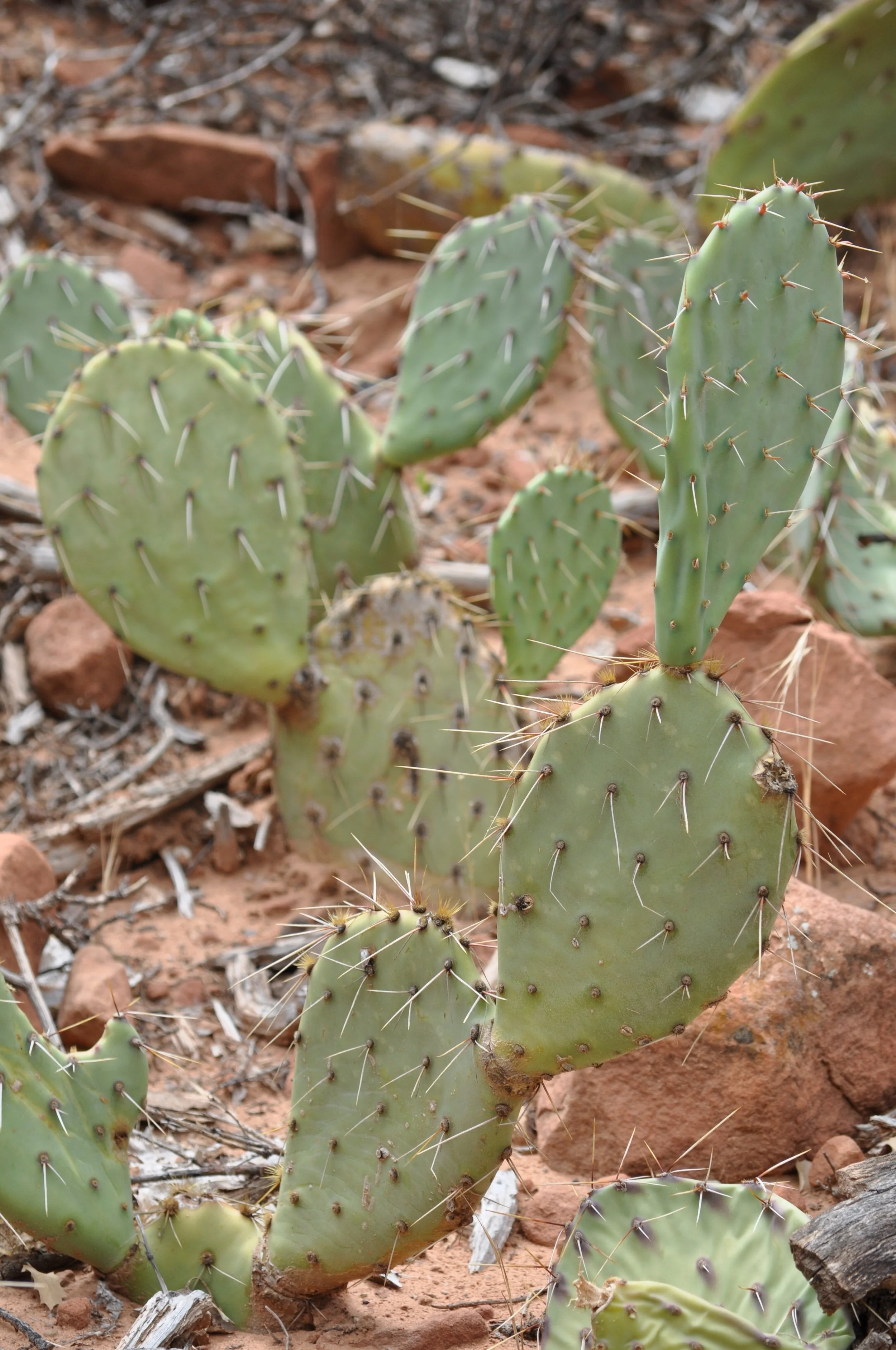 0609 26 Zion Cactus.jpg