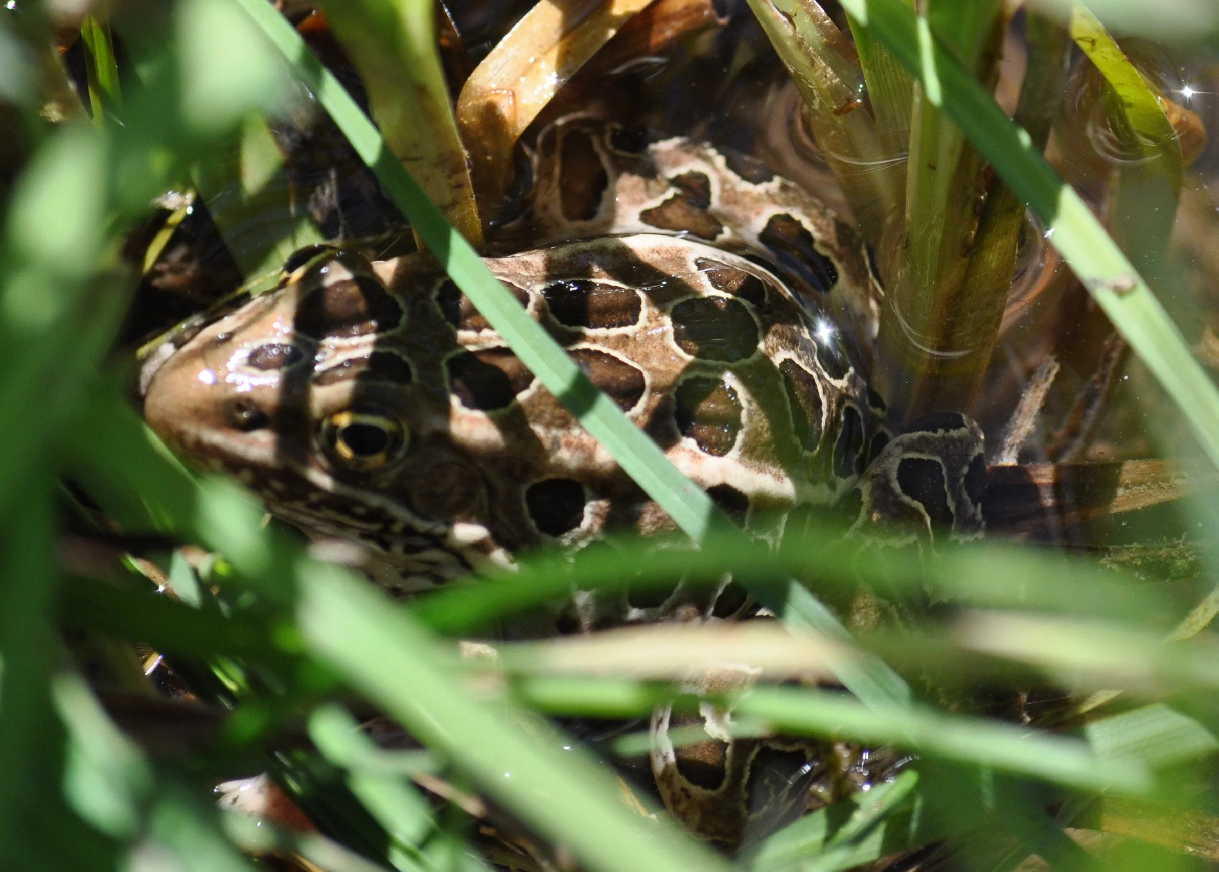 0609 27 Aspen Mirror Leopard Frog.jpg