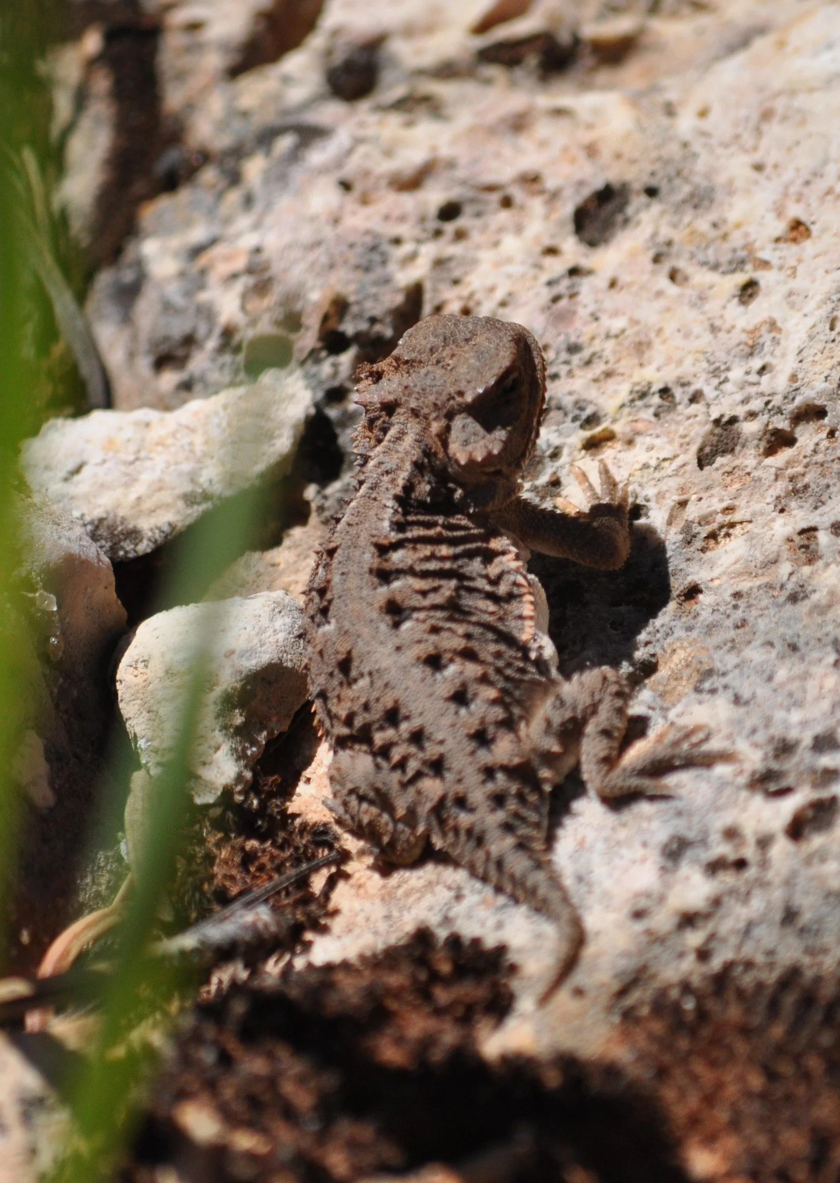 0609 27 Horned Toad.jpg