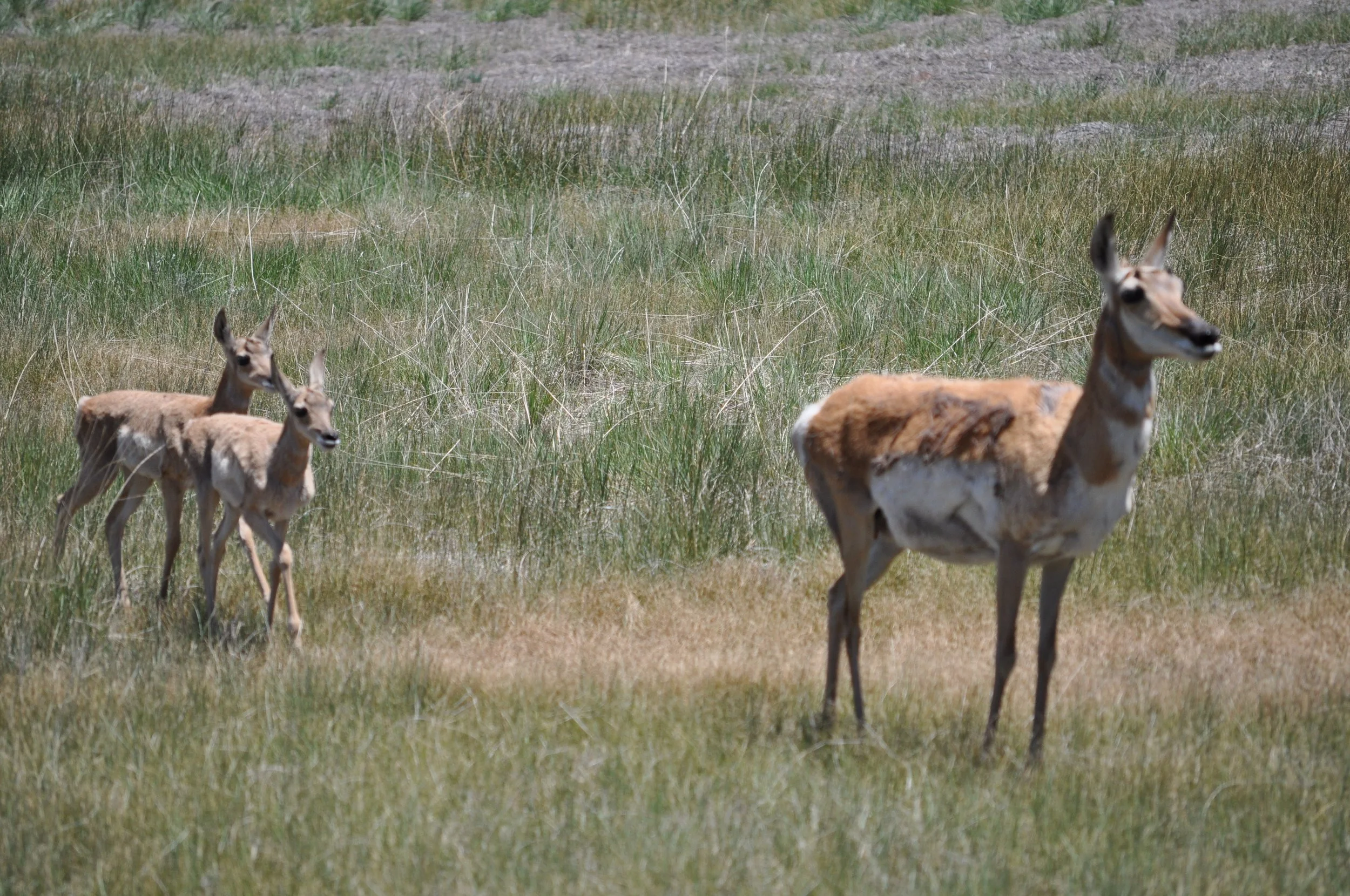 0609 28 Mule Deer.jpg