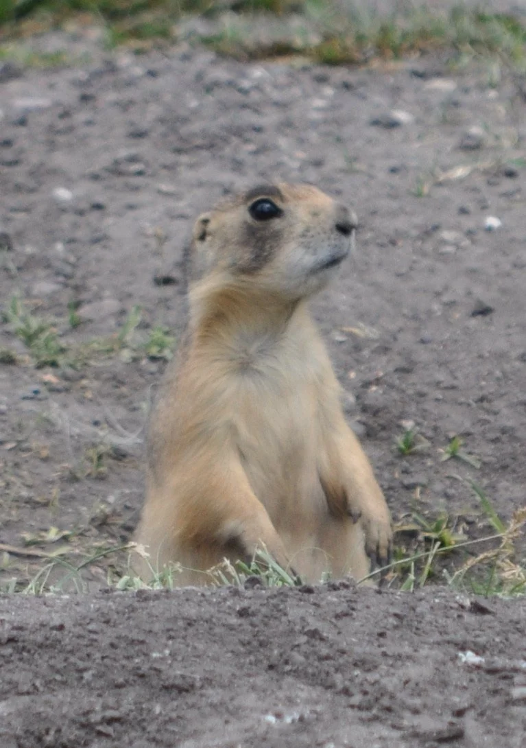 0609 28 Prairie Dog 2.jpg