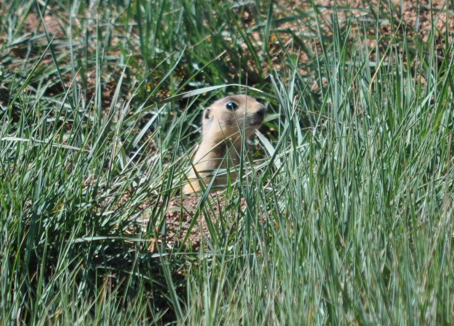 0609 28 Prairie Dog.jpg