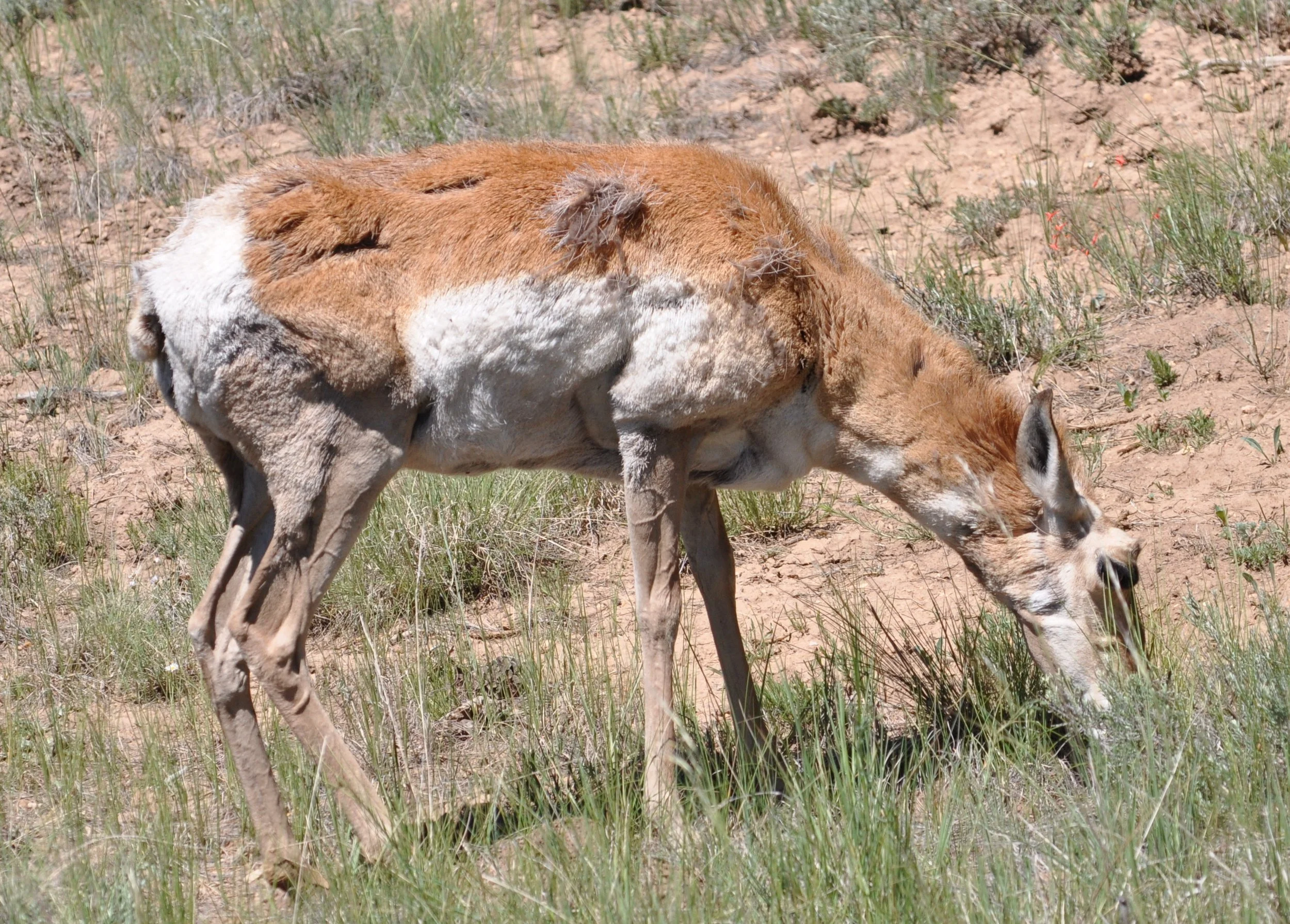 0609 28 Prong Horn Deer.jpg