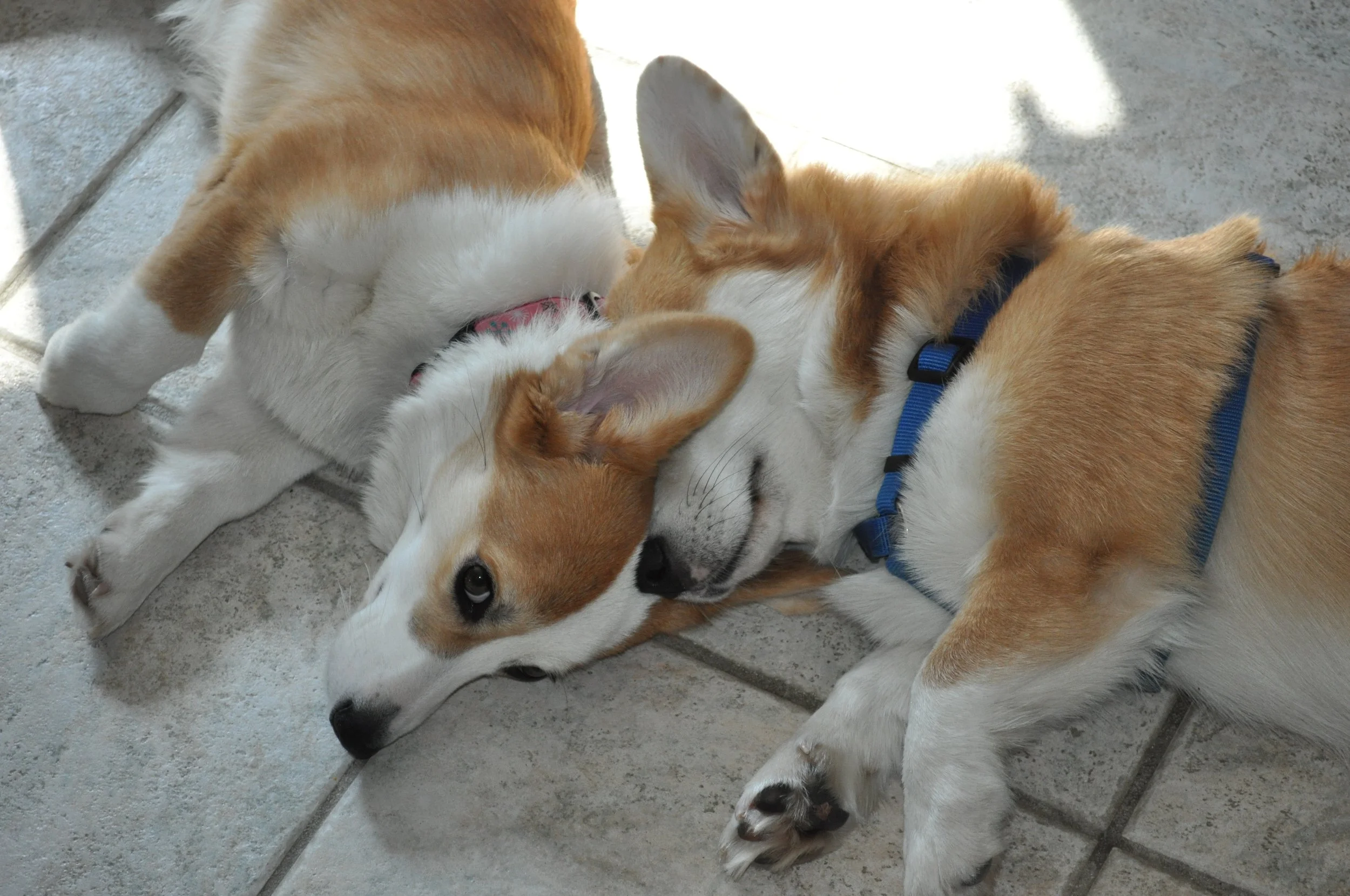 0210 Reggie Lizzie 1.jpg