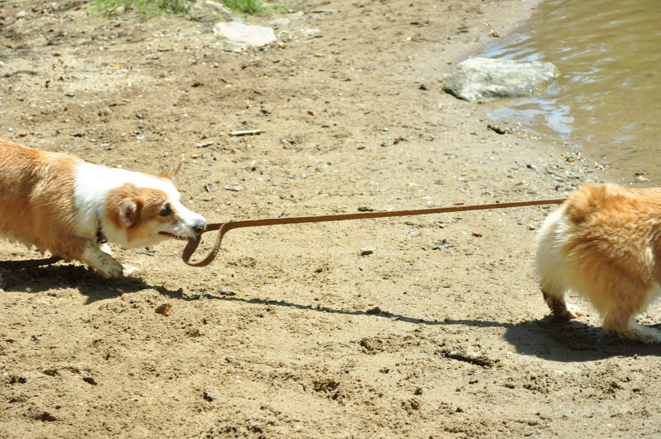 0810 Dogs In Water  2.jpg