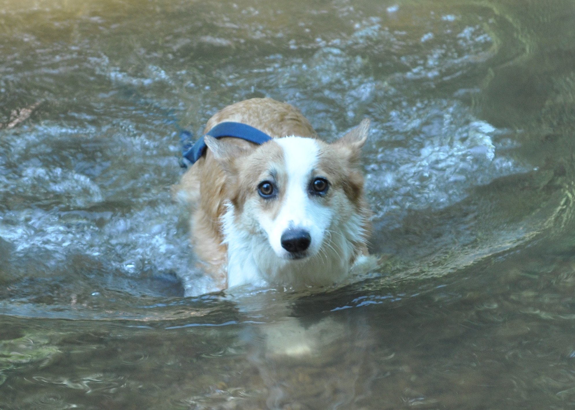 0810 Dogs In Water .jpg