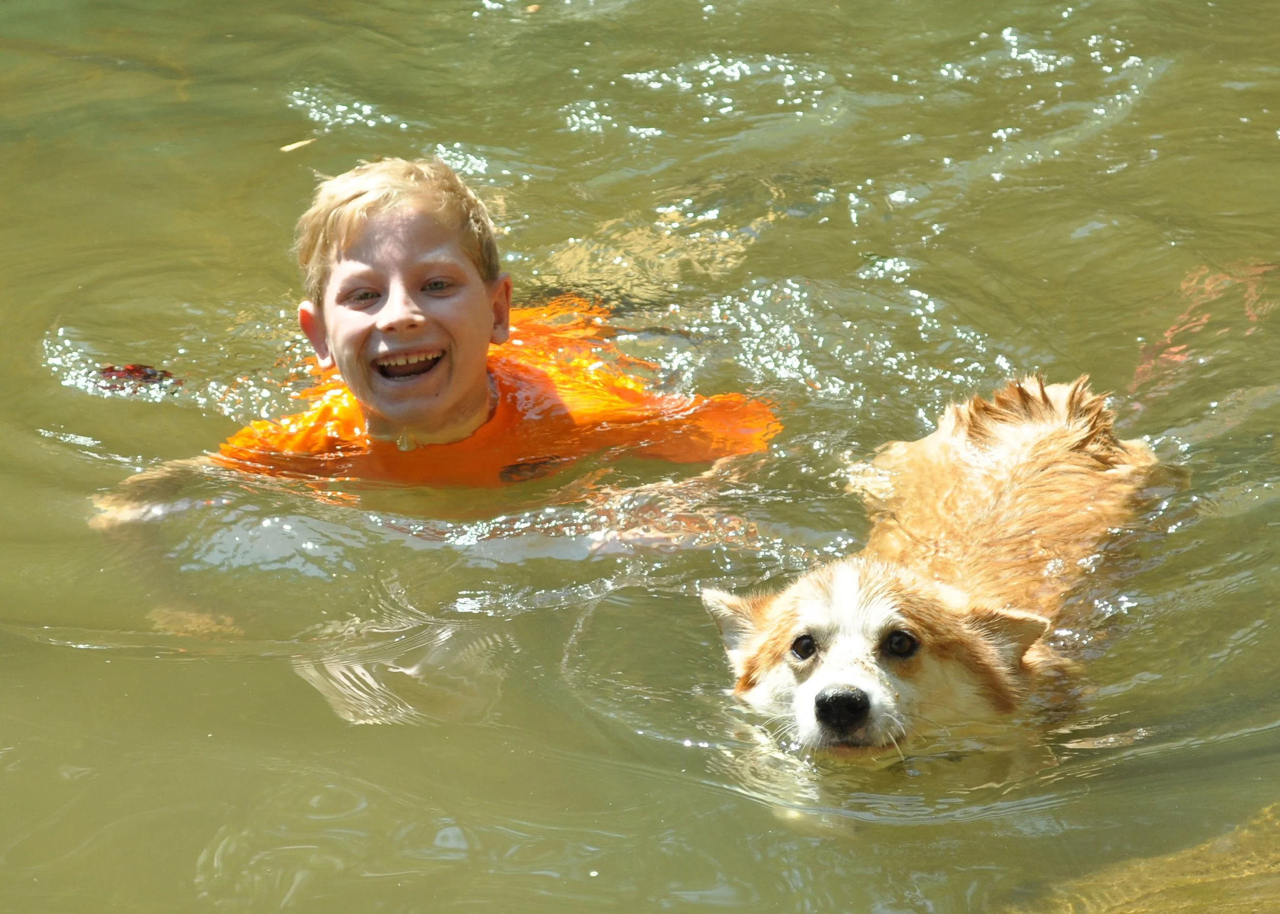 0810 Dogs In Water  Nate.jpg