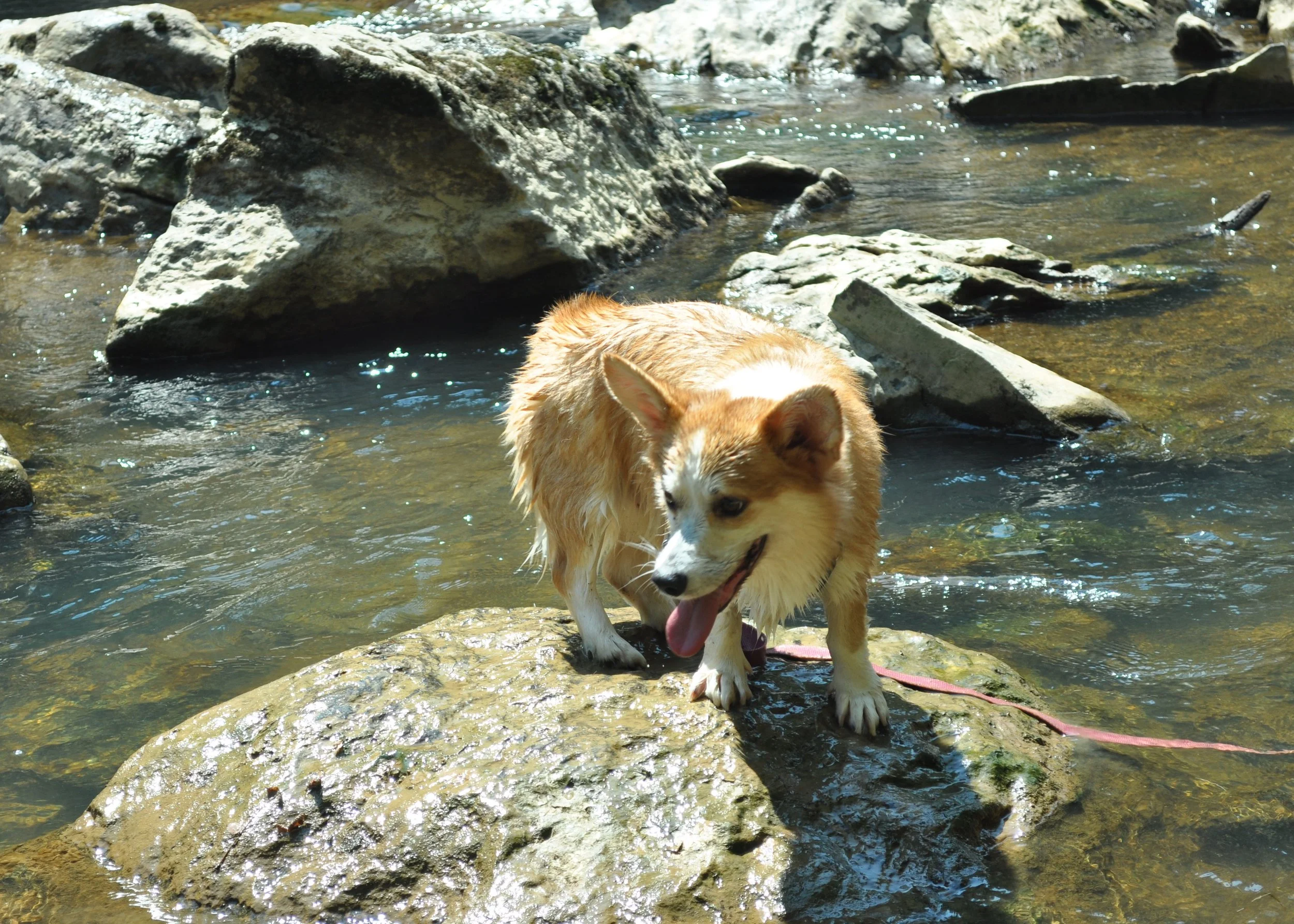0810 Dogs In Water 3.jpg