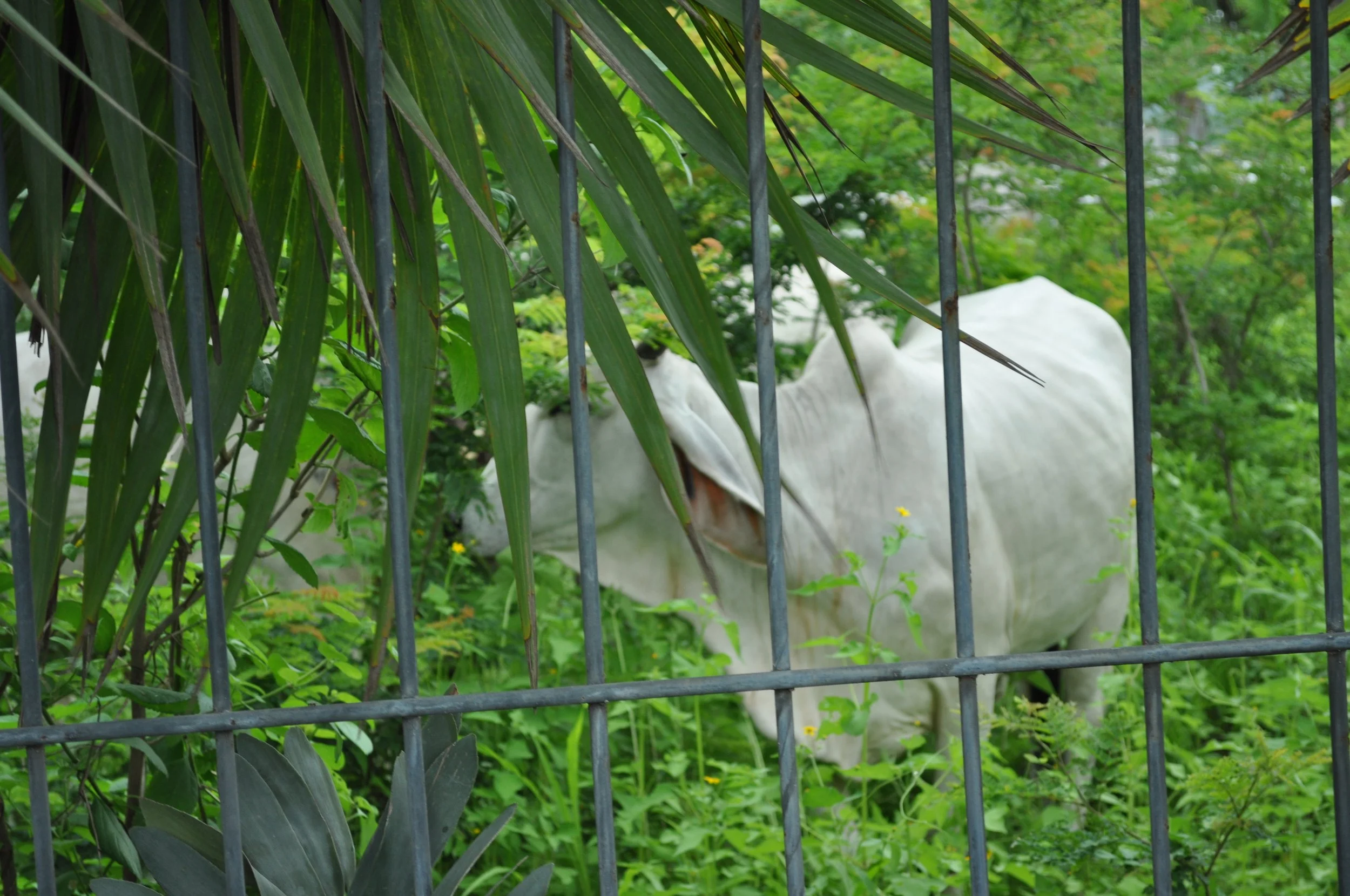 0610 CR 1 Cows Next Door.jpg