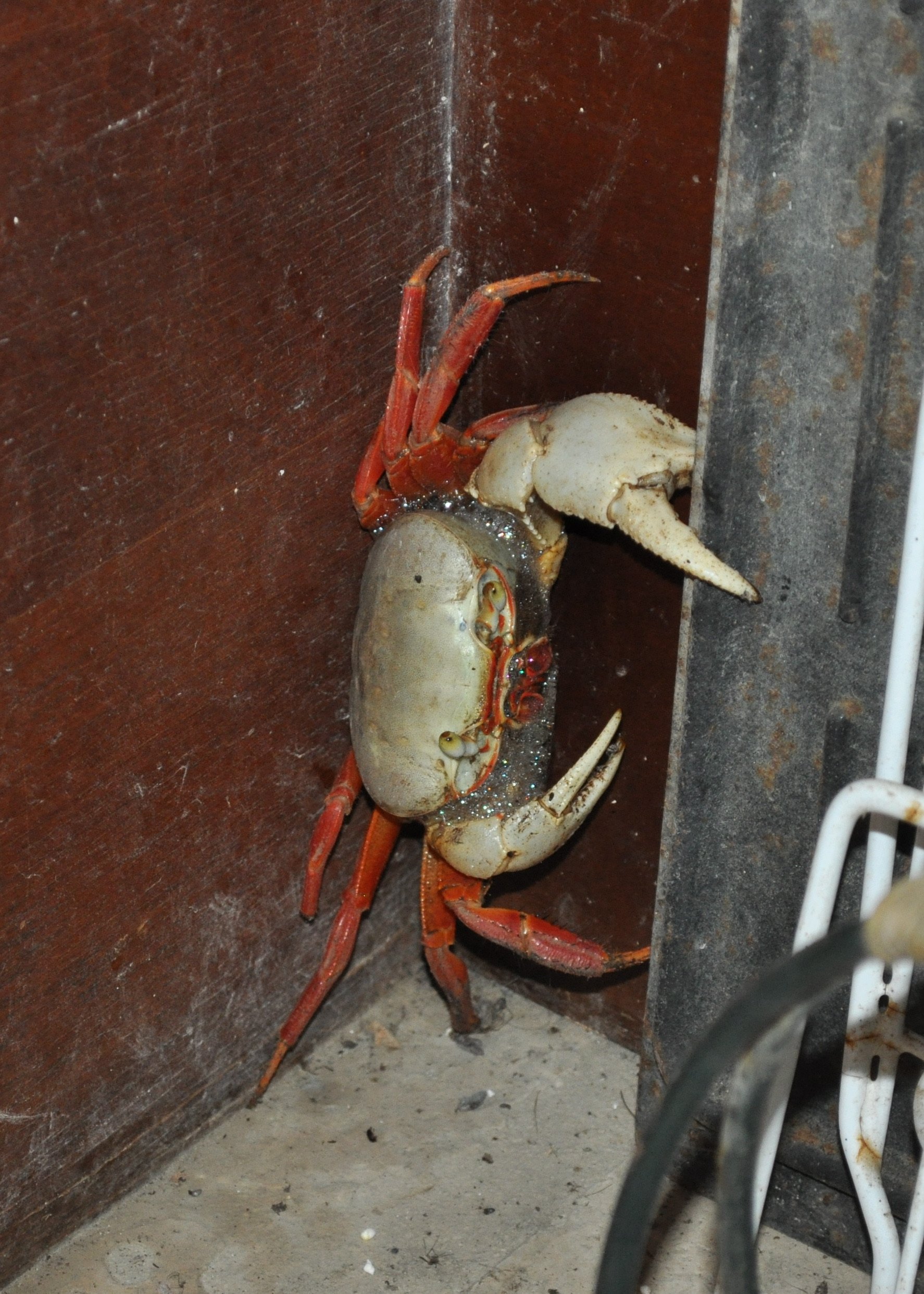 0610 CR 1 House Crab.jpg
