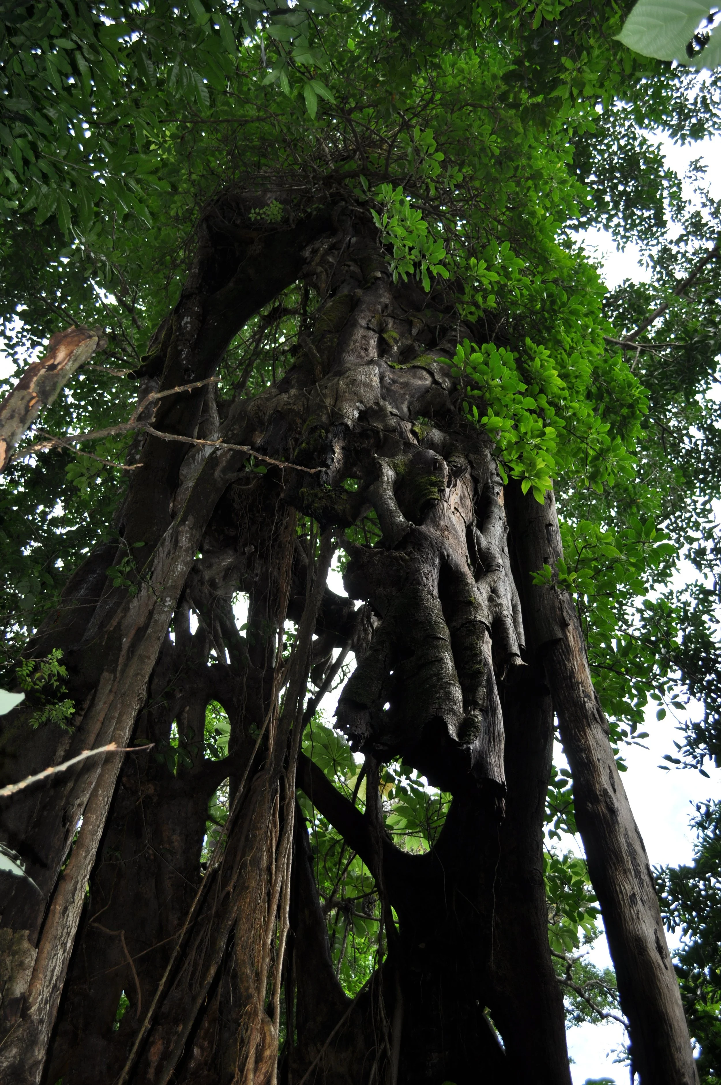 0610 CR 4 Rincon Braided Tree.jpg