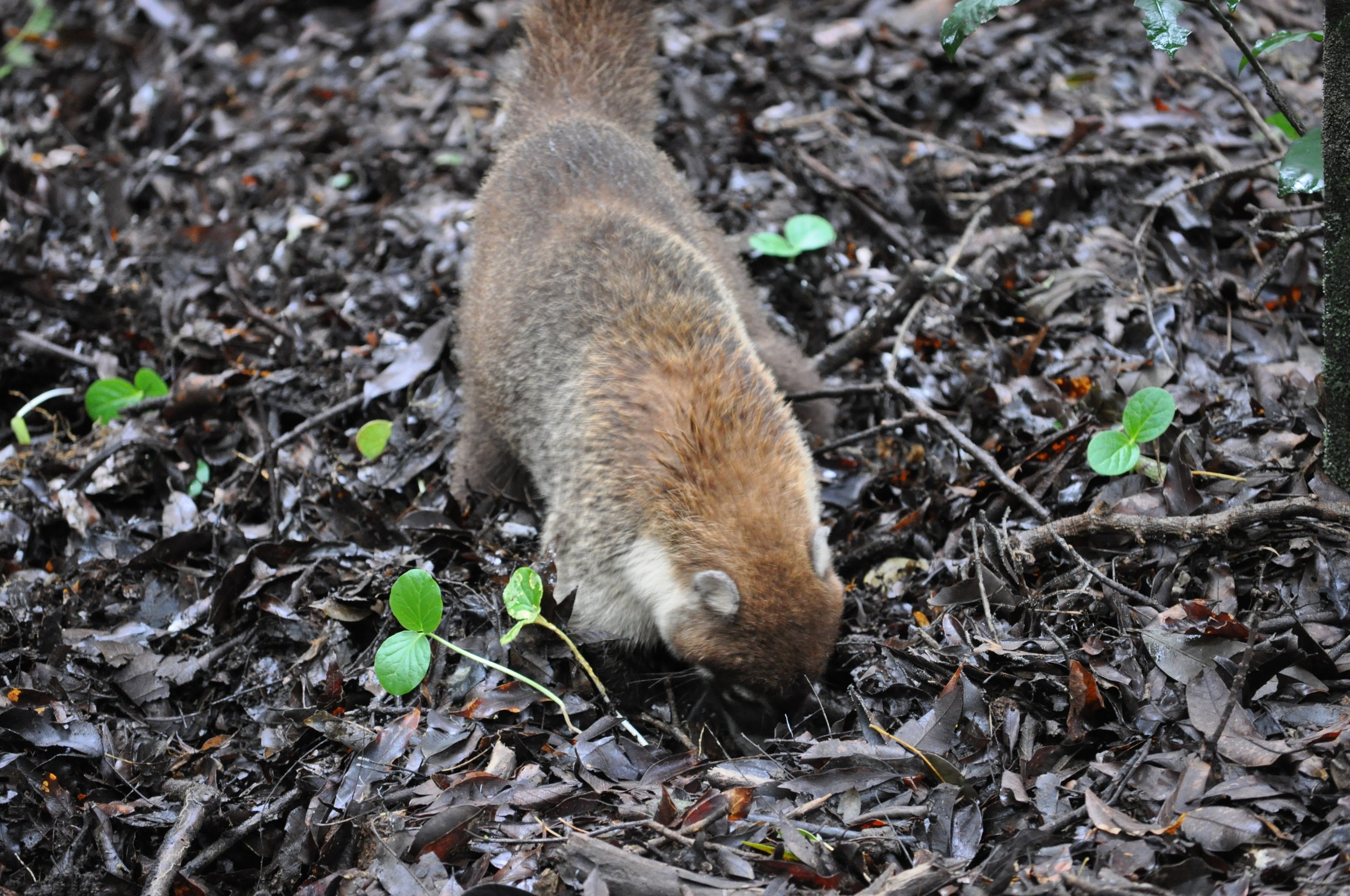 0610 CR 4 Rincon Coati 1.jpg