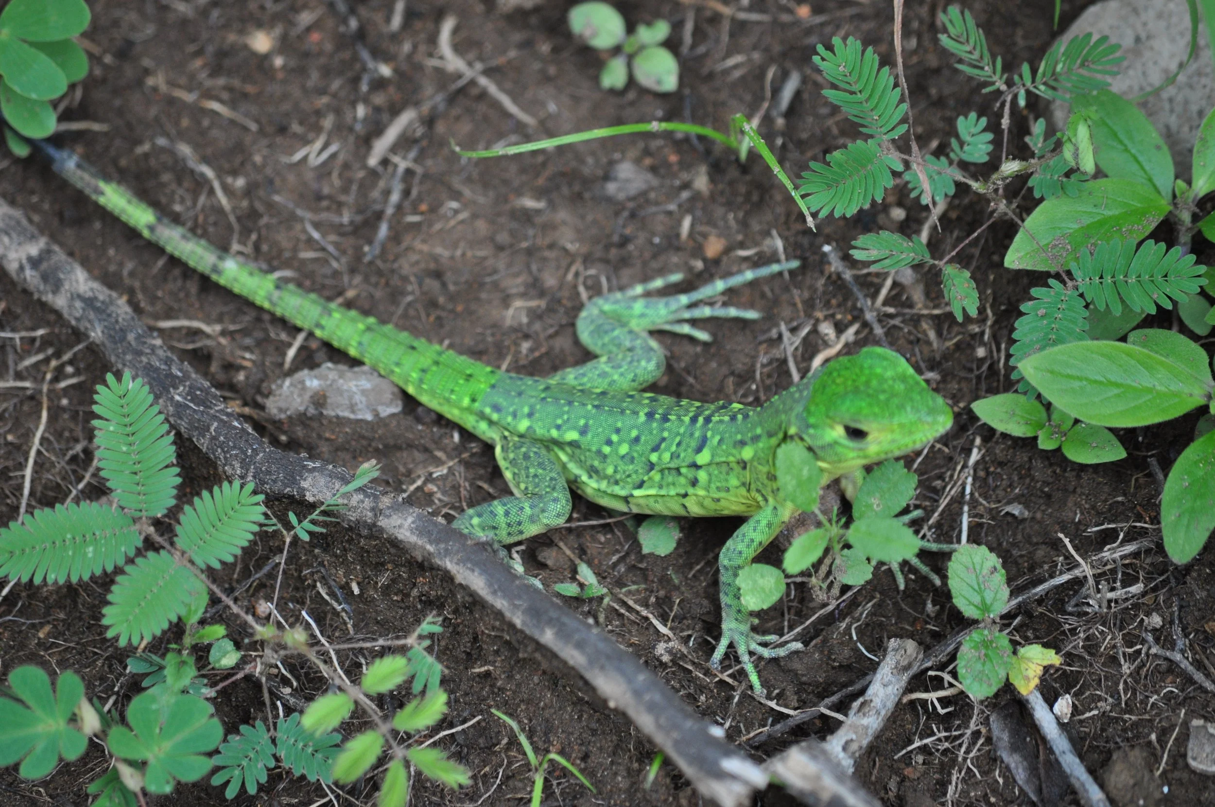 0610 CR 4 Rincon Gecko.jpg