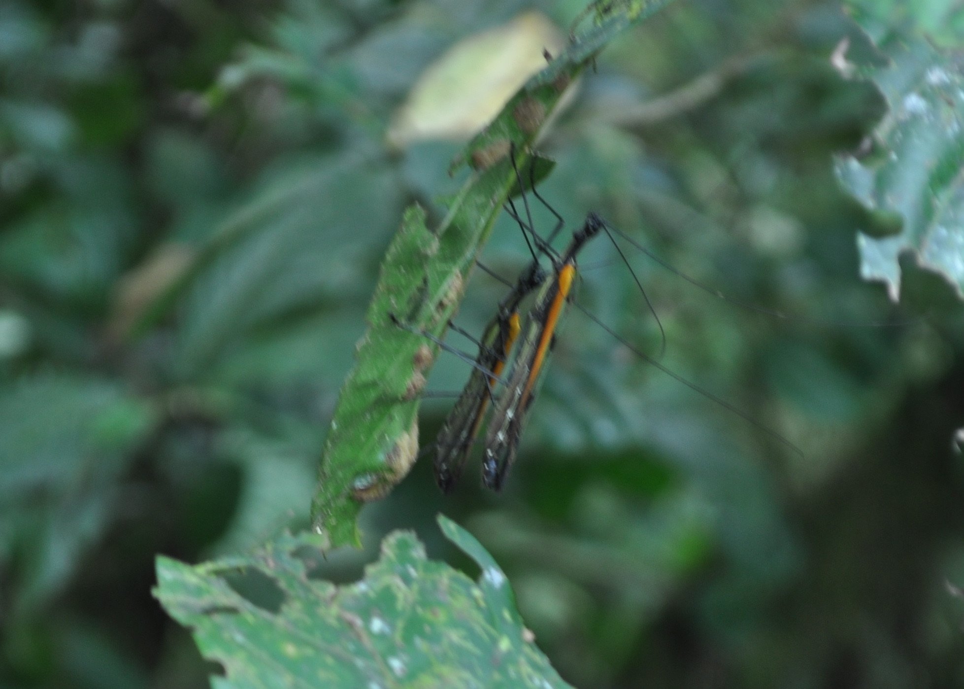 0610 CR 8 Hanging Bridges 2.jpg