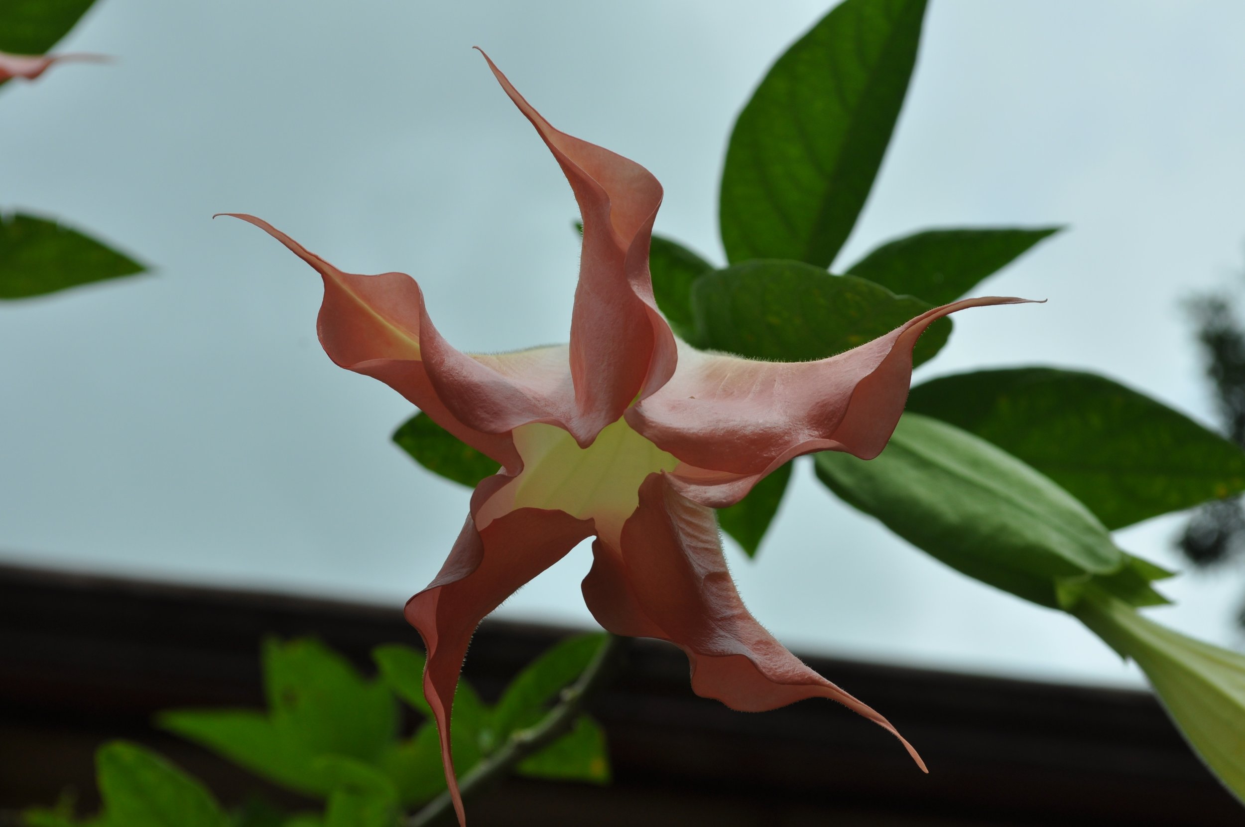 0610 CR 9 Flowers 1.jpg