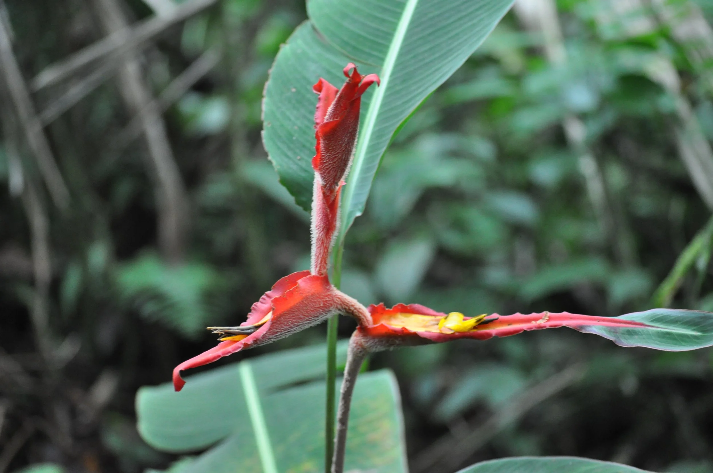 0610 CR 9 Flowers 3.jpg