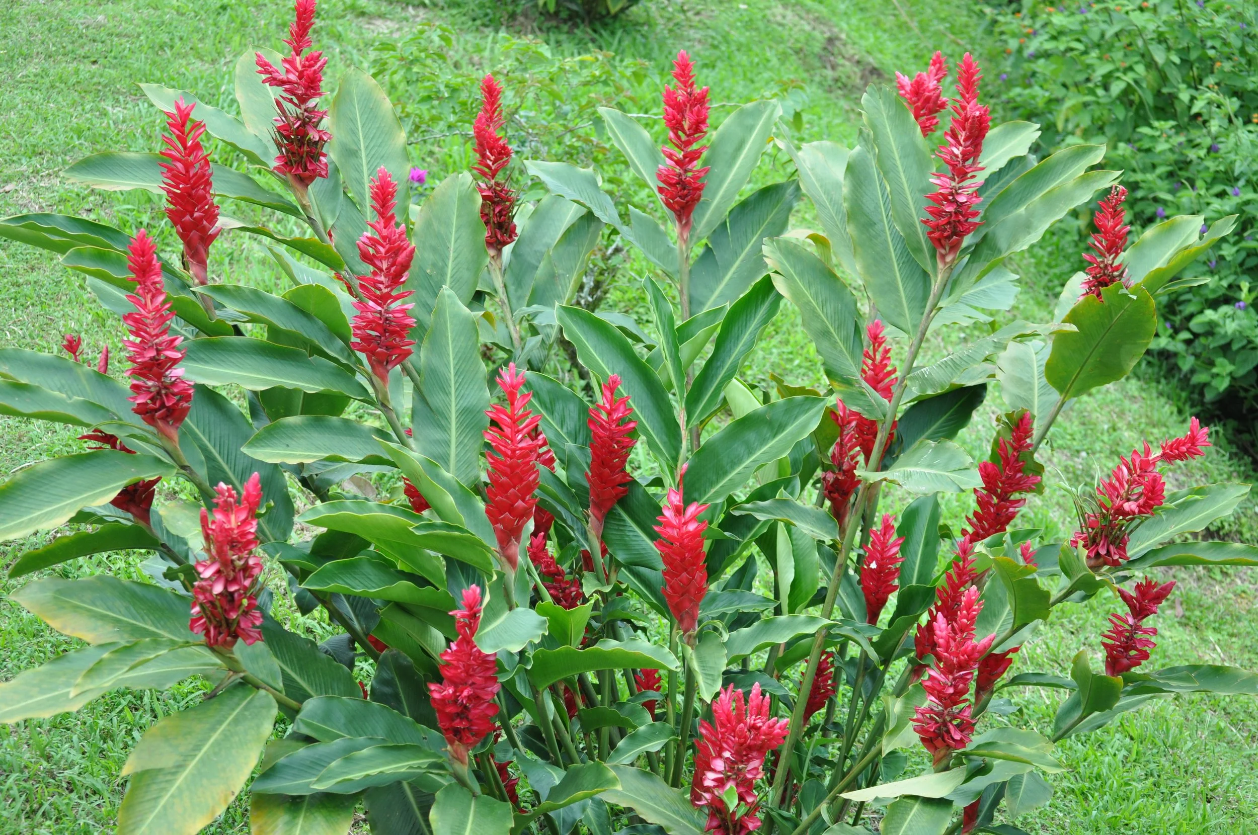 0610 CR 9 Flowers 4.jpg