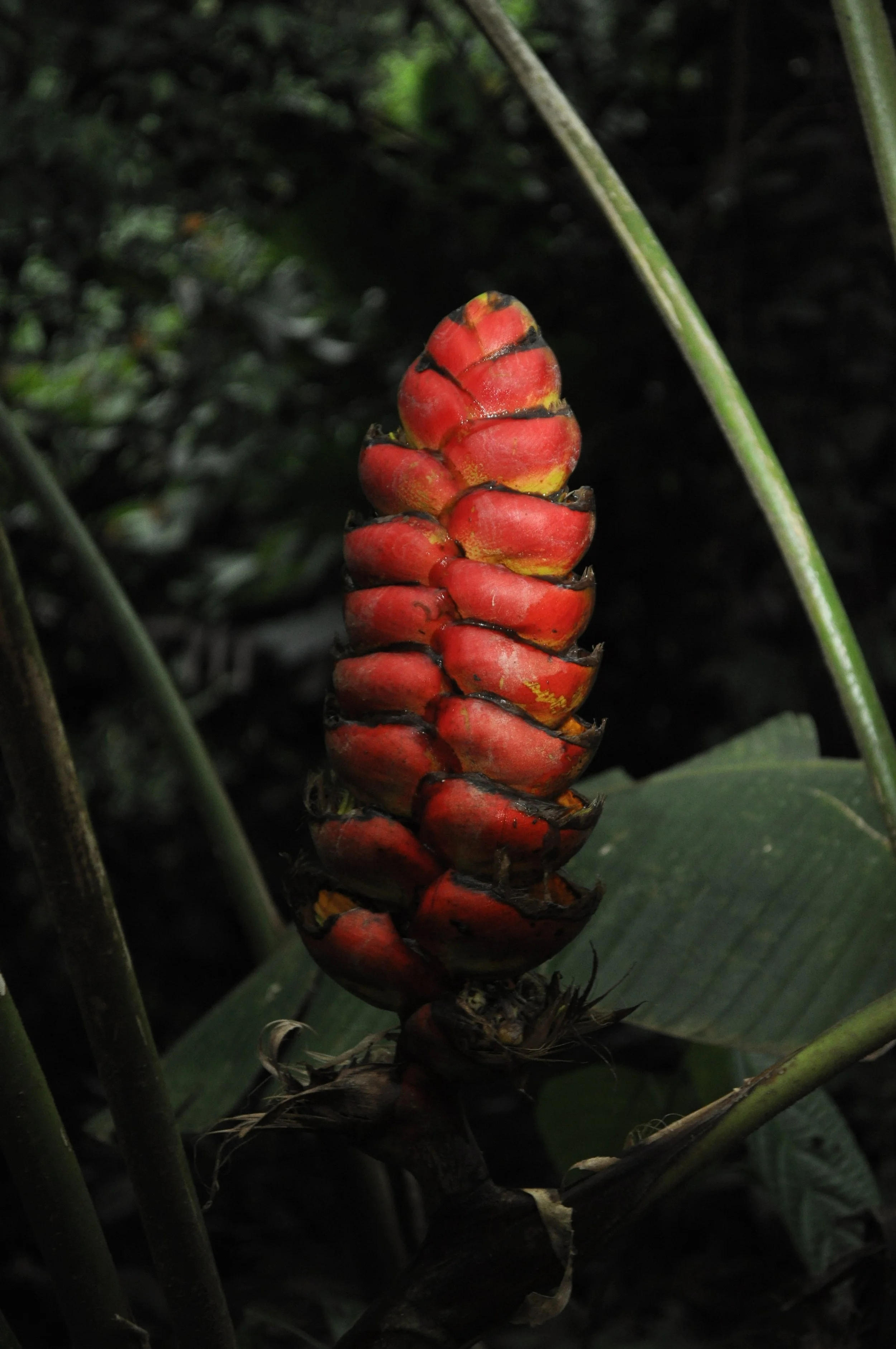 0610 CR 9 Flowers 6.jpg