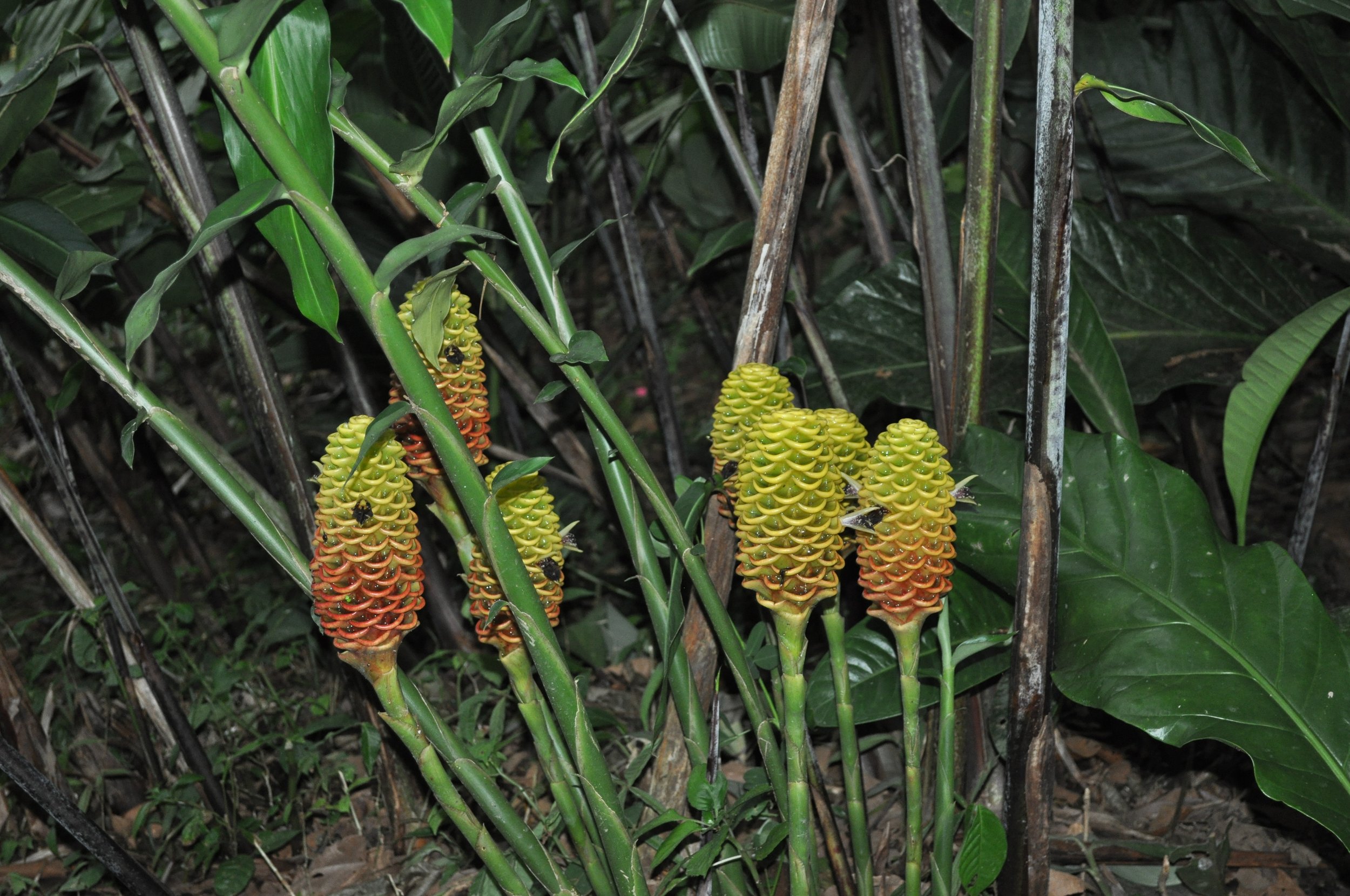 0610 CR 9 Flowers 7.jpg