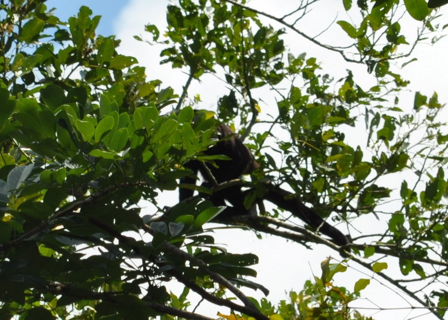 0610 CR 9Z Kayak Howler Monkey.jpg