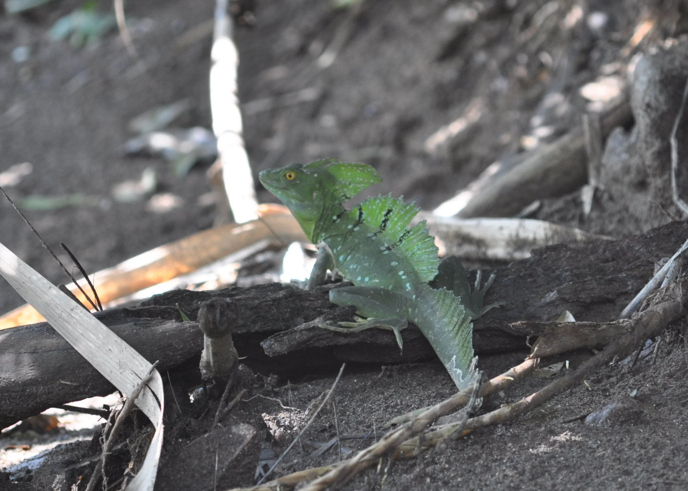 0610 CR 9Z Kayak Lizard.jpg