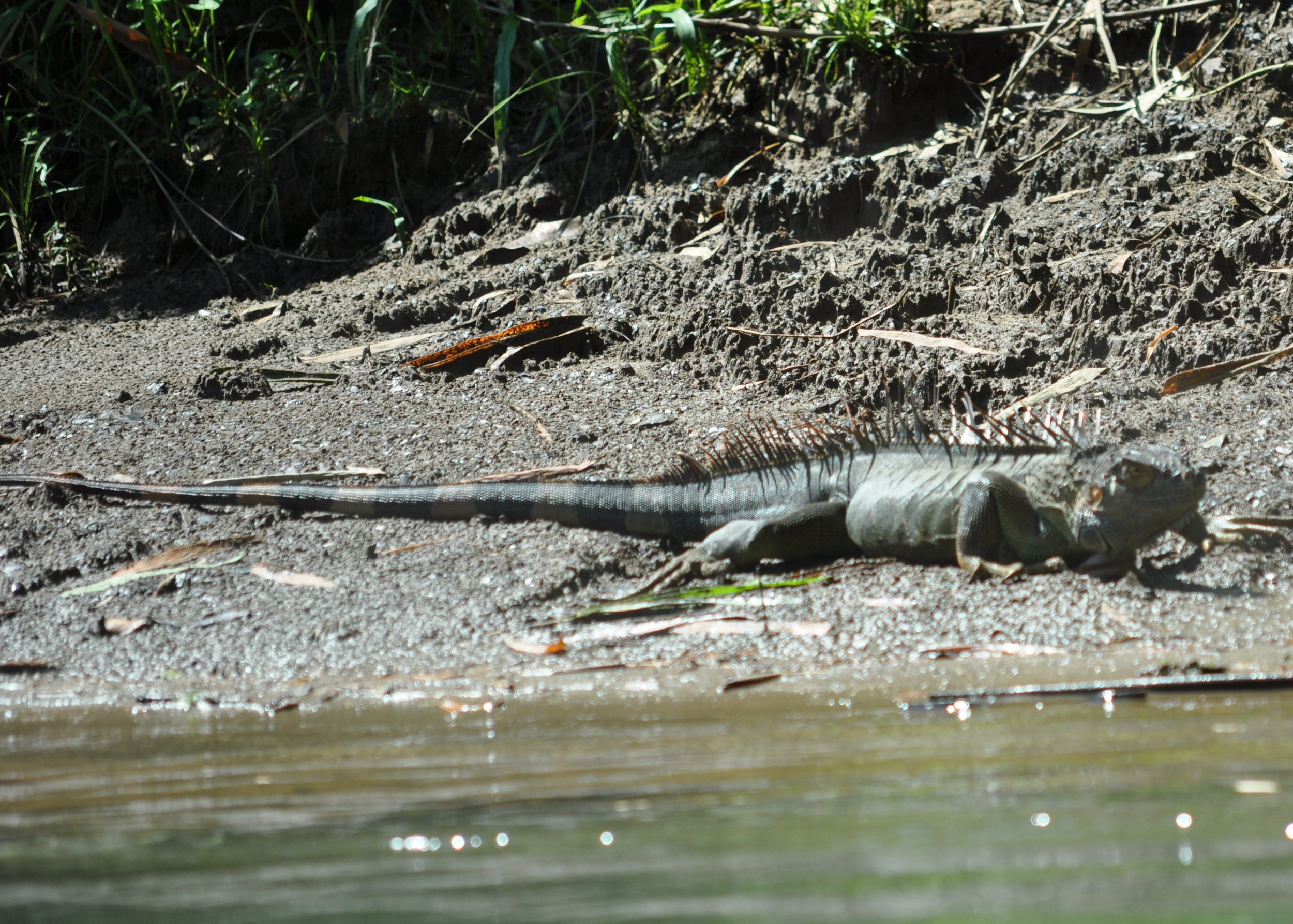 0610 CR 9Z Kayak Iguana.jpg