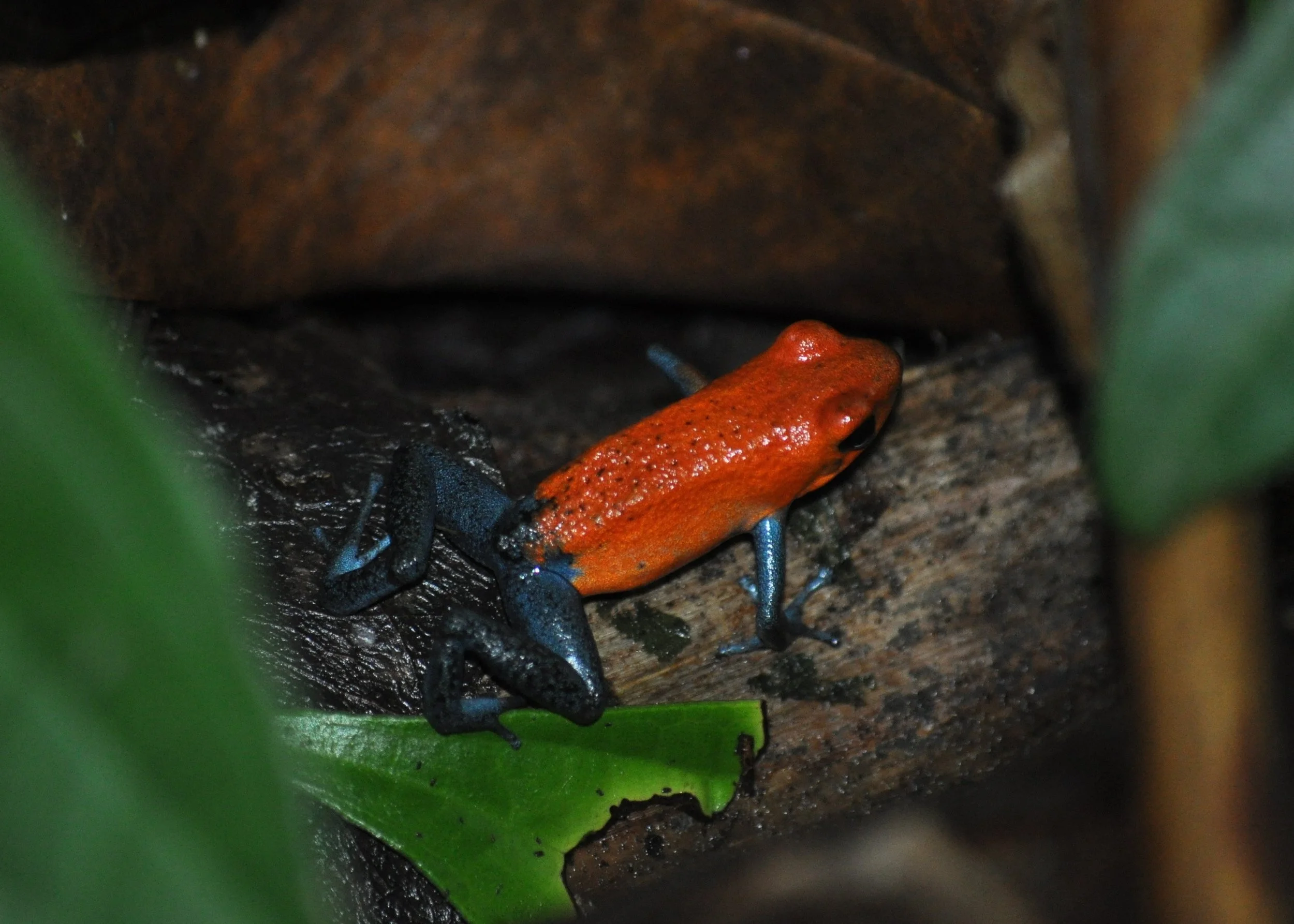 0610 CR 9Z Kayak Red Poison Dart Frog.jpg