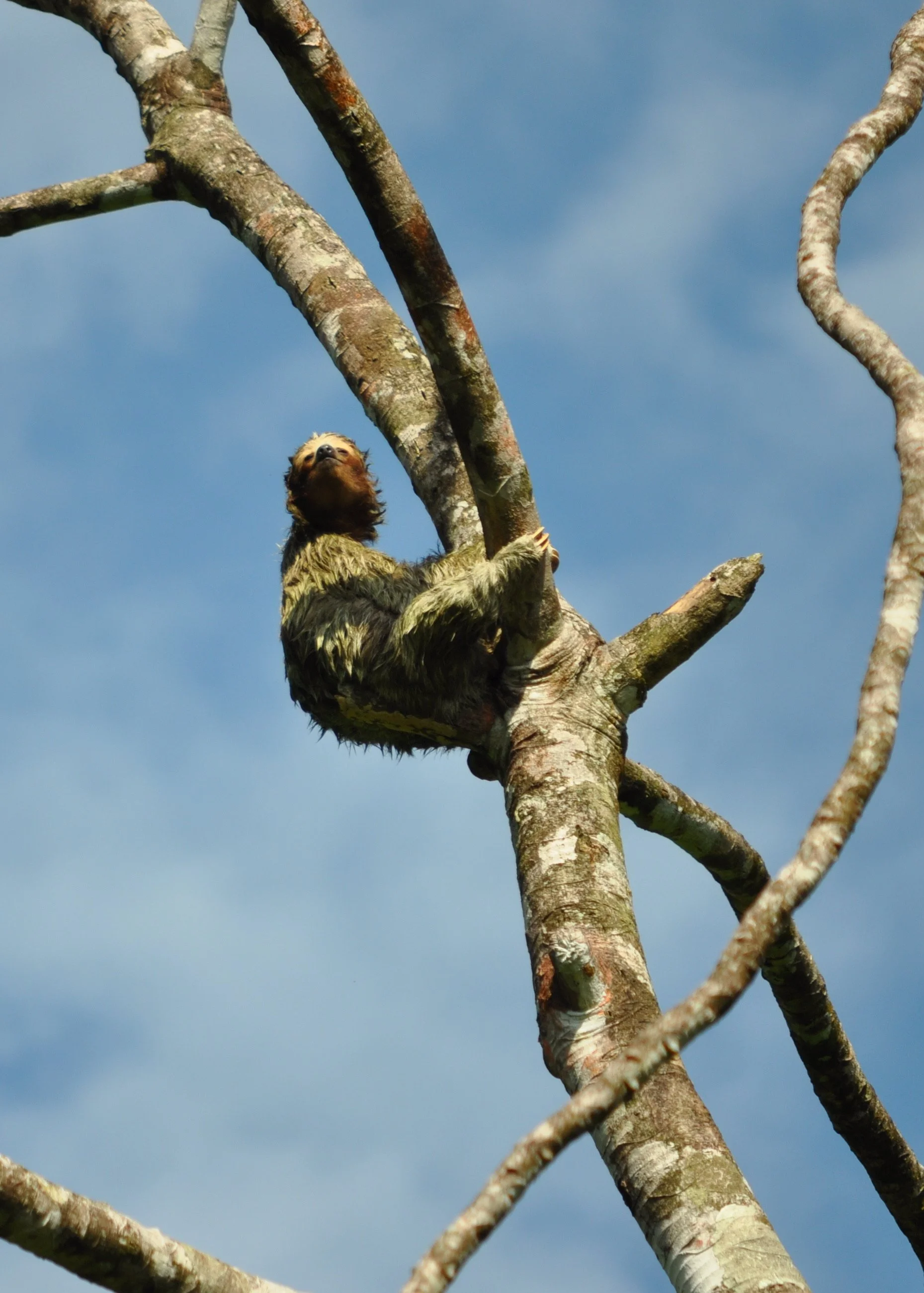 0610 CR 9Z Kayak Sloth.jpg