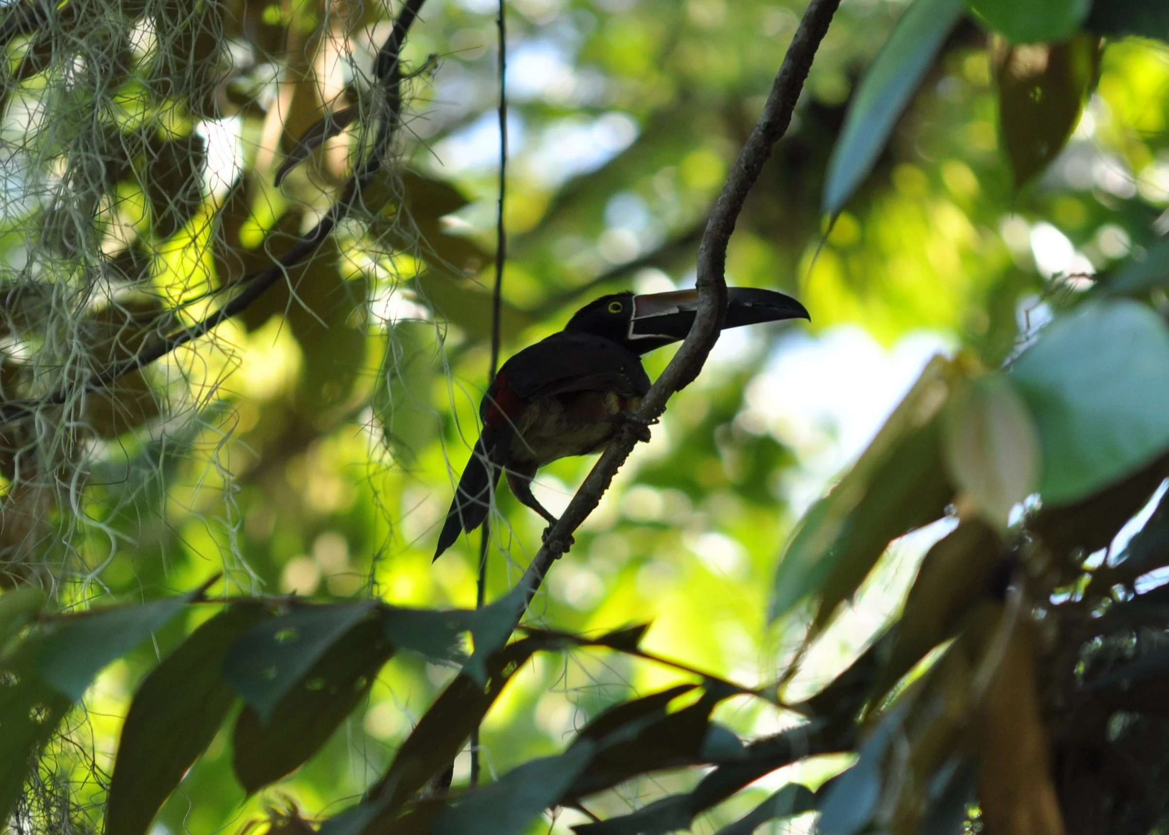 0610 CR 9Z Kayak Toucan.jpg