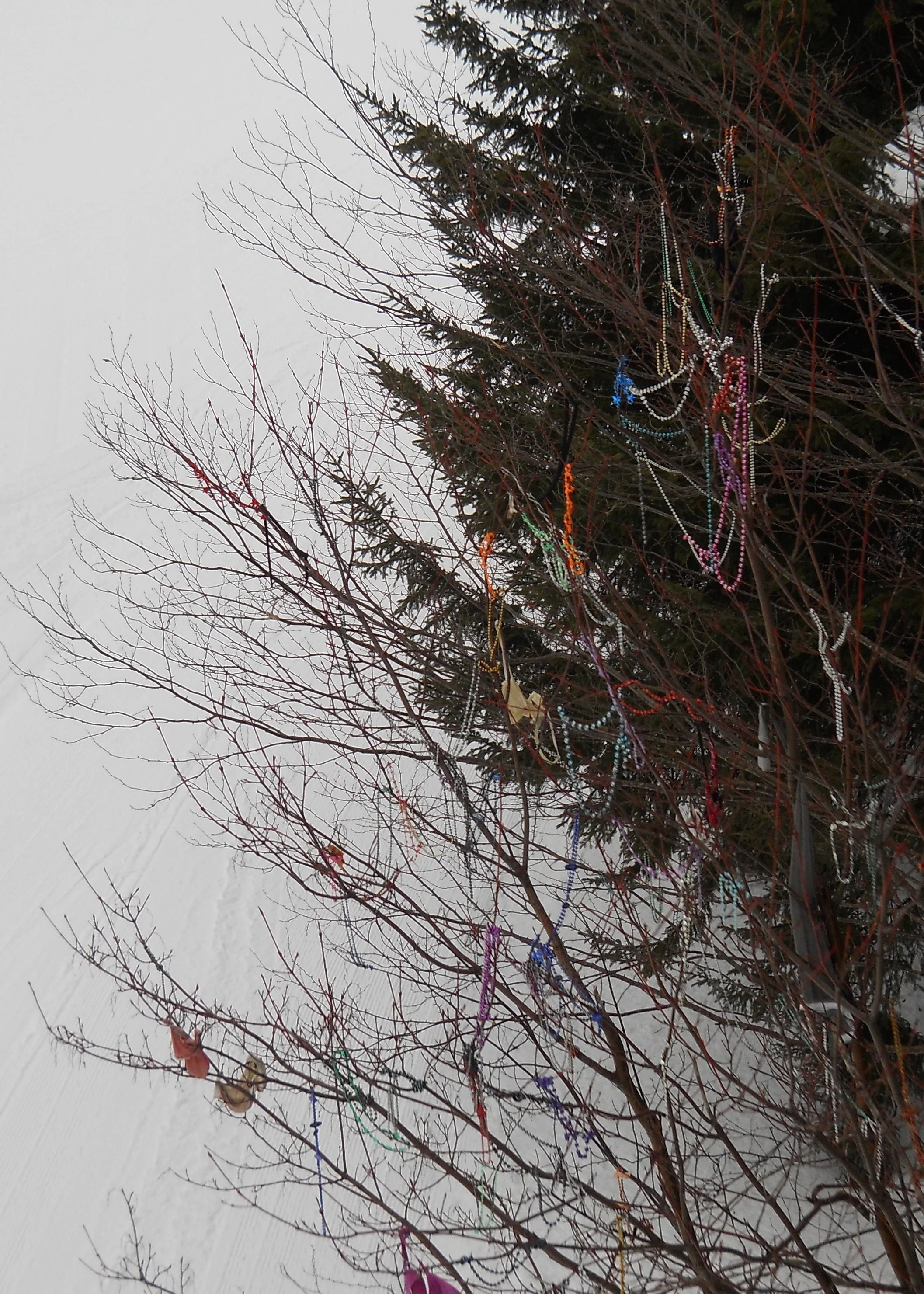 0211 Snowshoe Underwear Tree.jpg