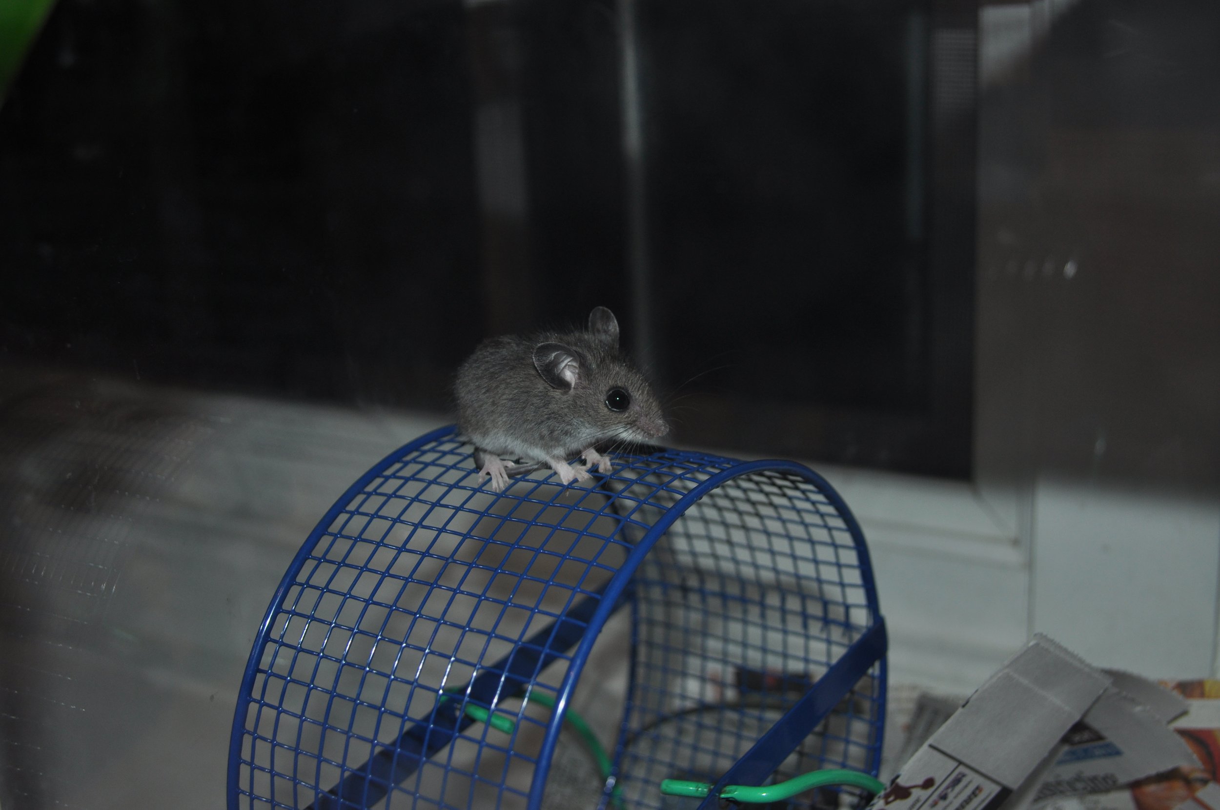 0411 Mouse Rodriguez.jpg