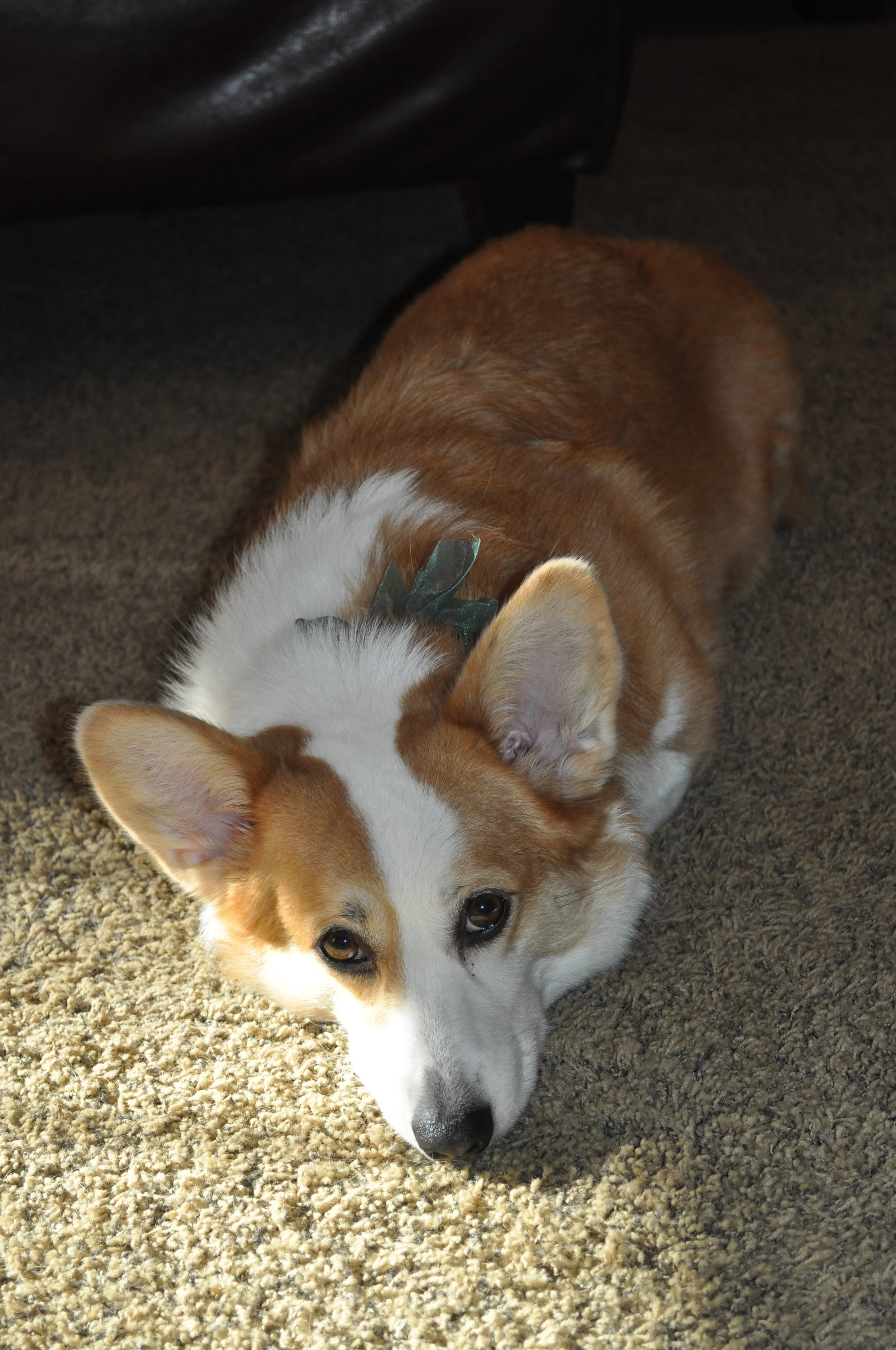 1211 Xmas Lizzie.jpg